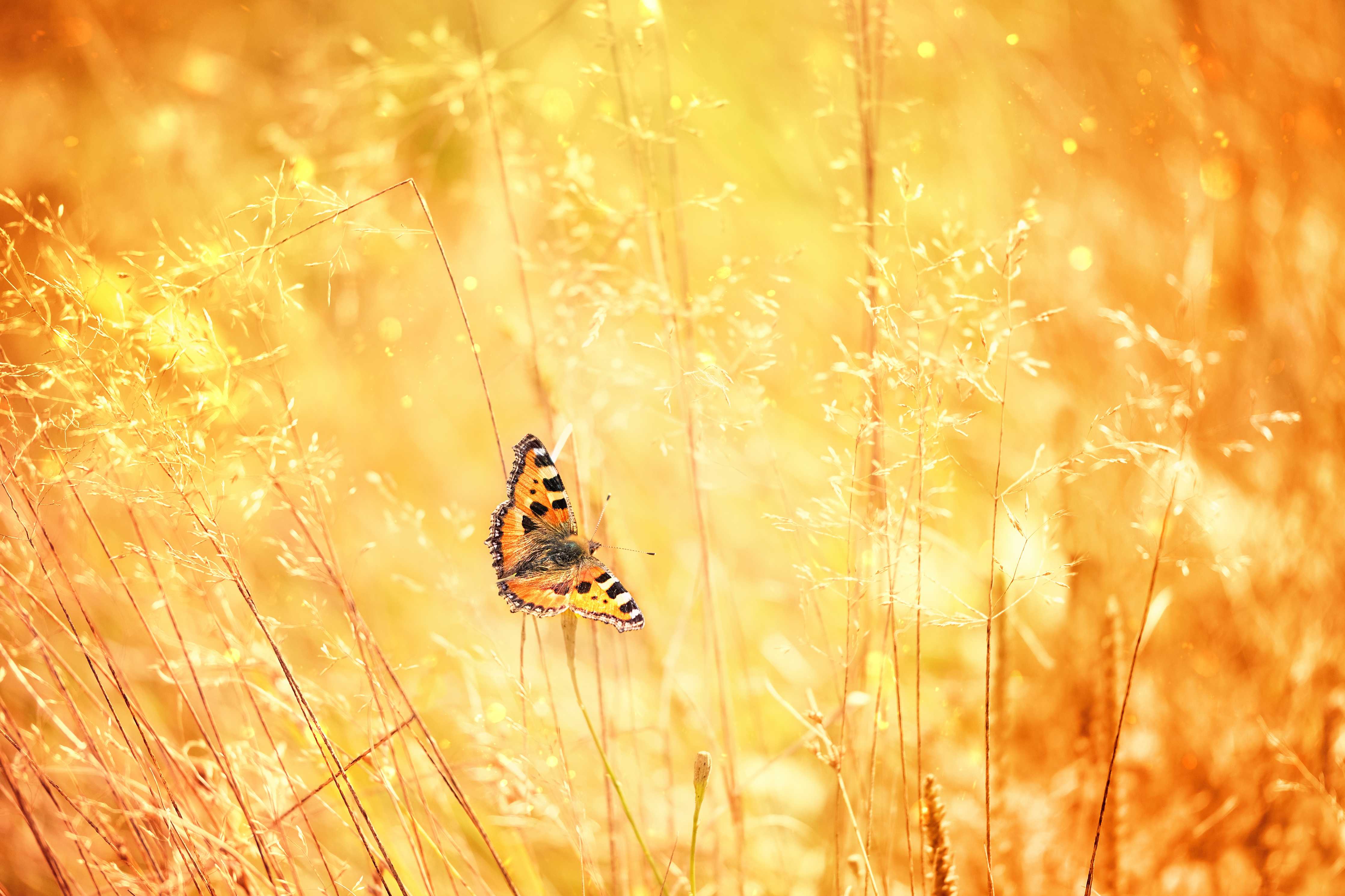 Badewannen-Rückwand-Goldener Sonnenuntergang mit Schmetterling