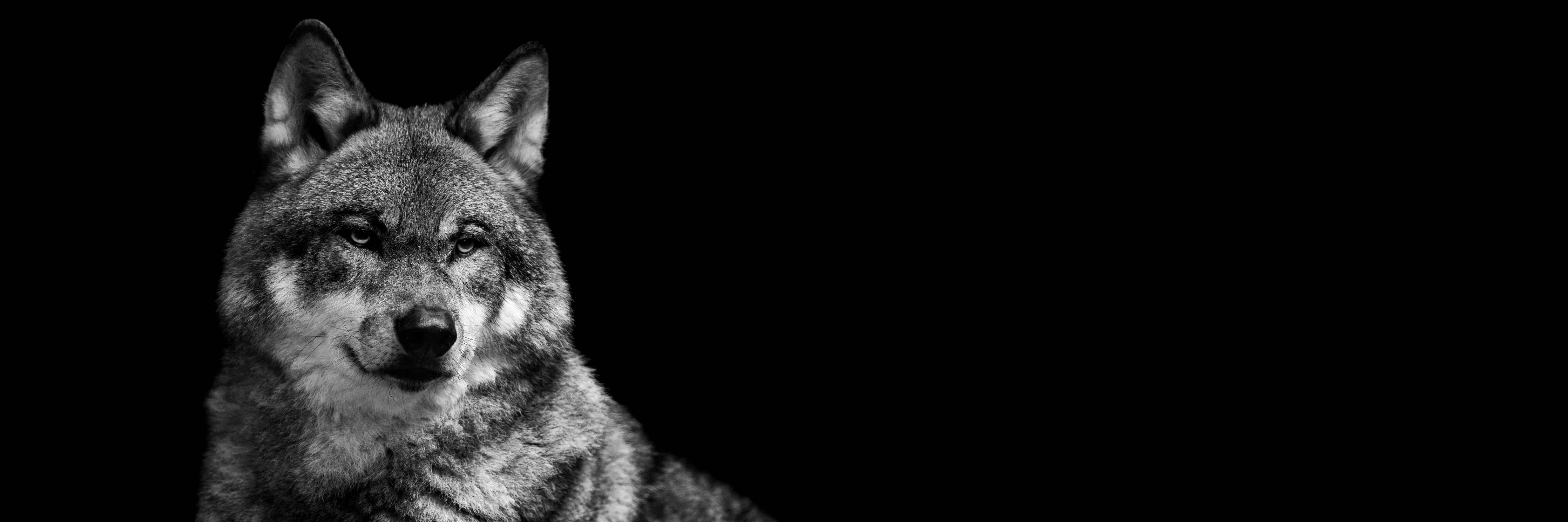 Badewannen-Rückwand-Grauer Wolf auf schwarzem Hintergrund