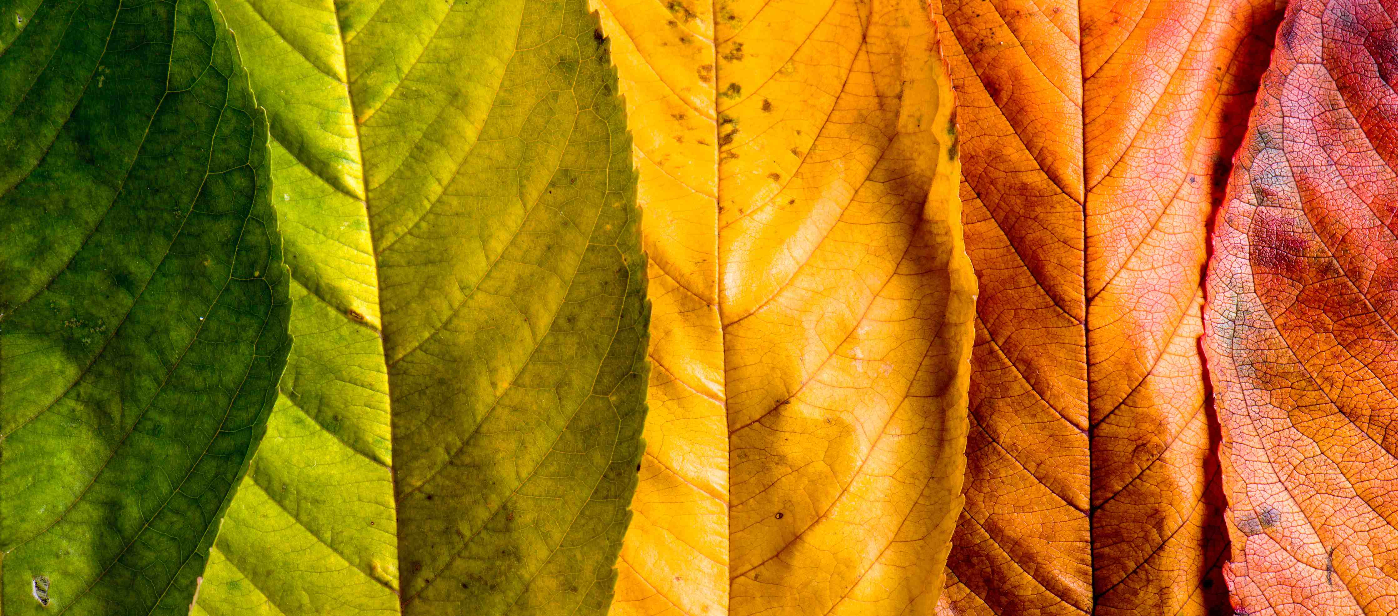 Badewannen-Rückwand-Herbstlaub Komposition