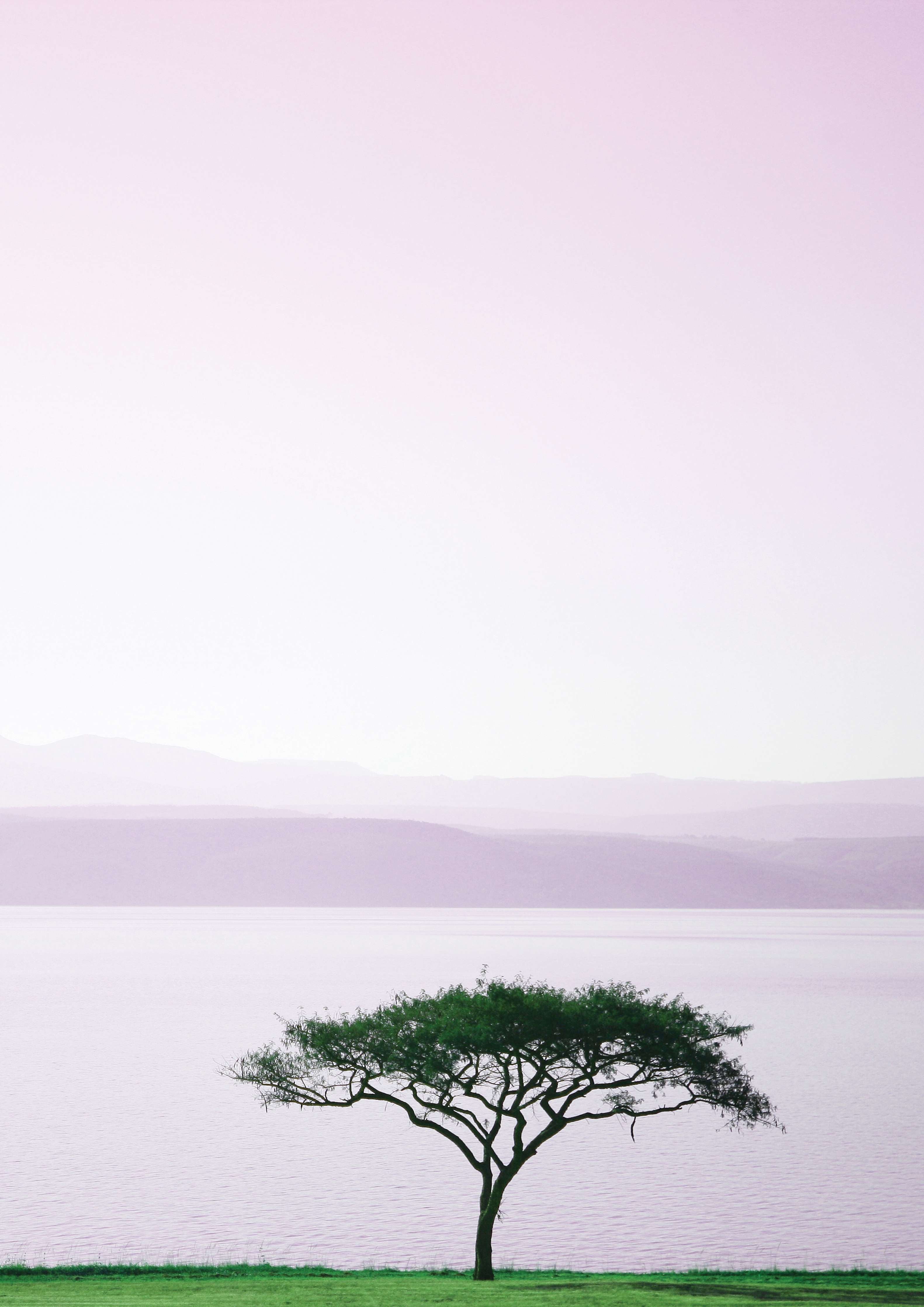 Badewannen-Rückwand-Morgendämmerung mit Baum und Meer