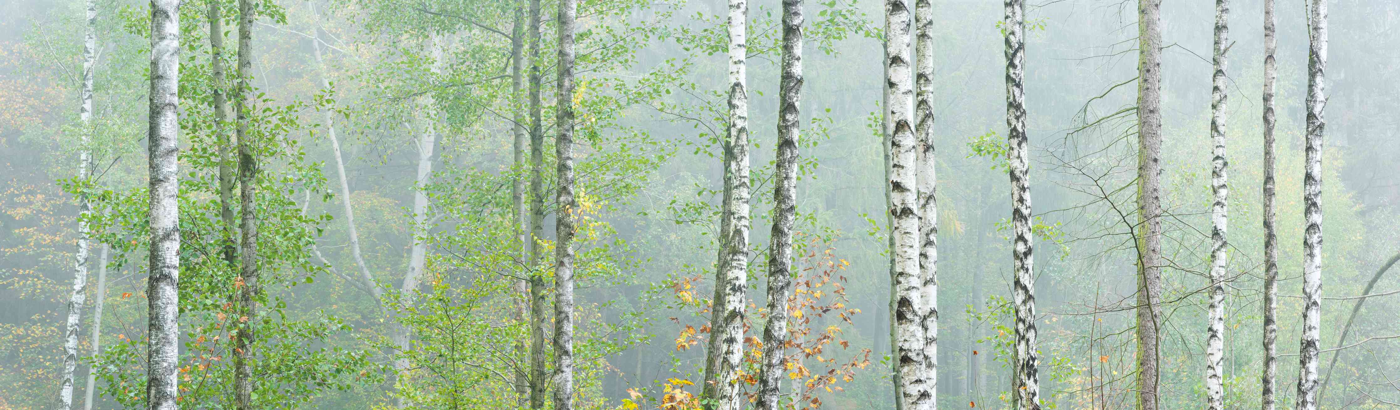 Badewannen-Rückwand-Nebeliger Birkenwald