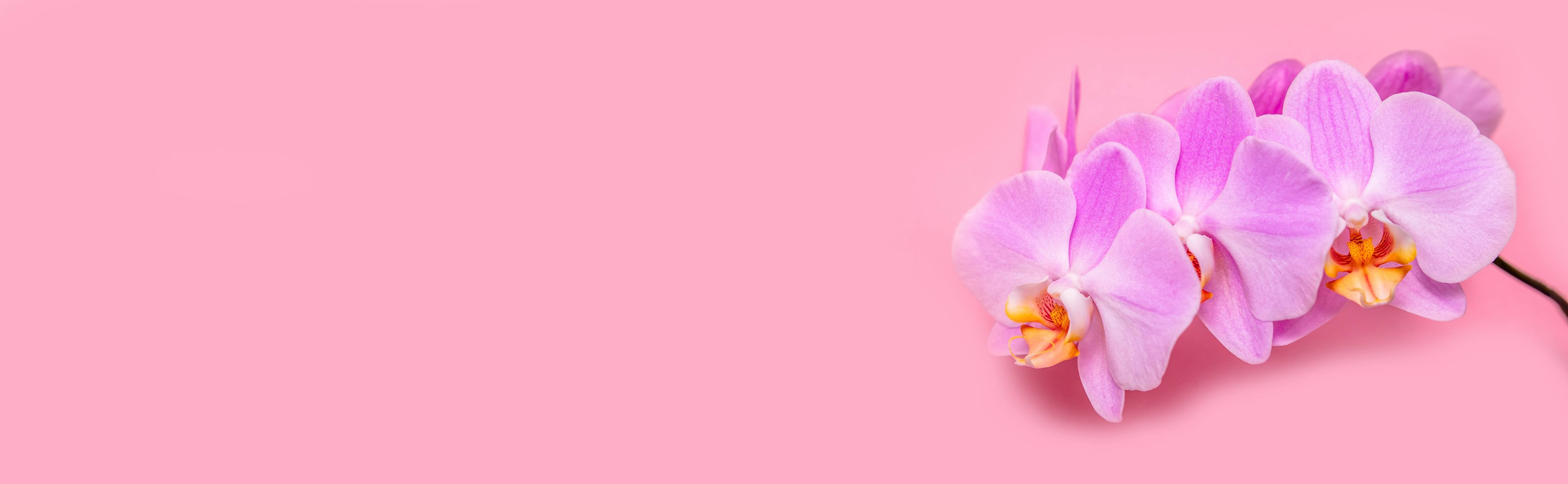 Badewannen-Rückwand-Rosa Orchideen auf Pink