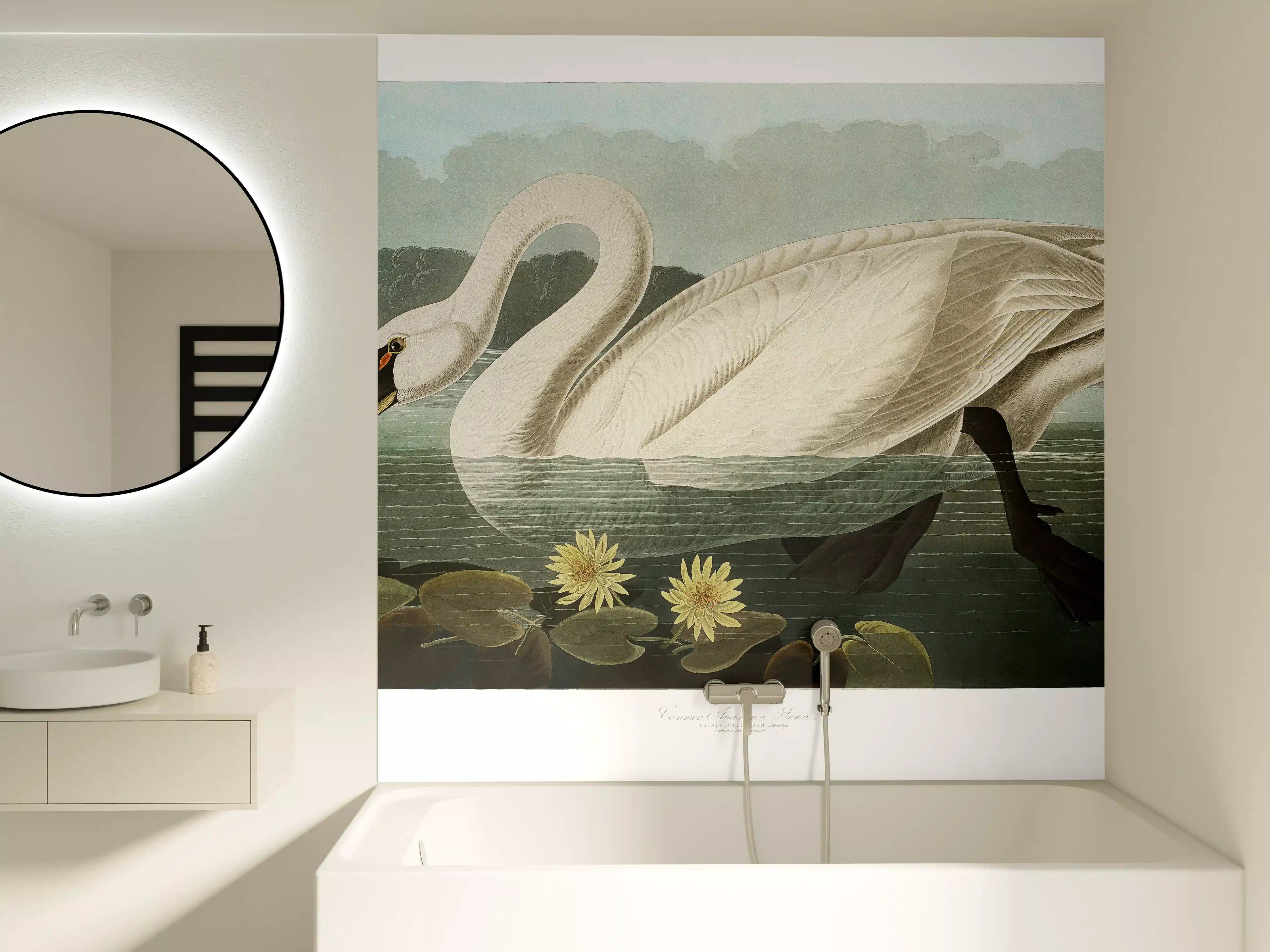 Badewannen-Rückwand - Schwan Portait - Robert Havell 