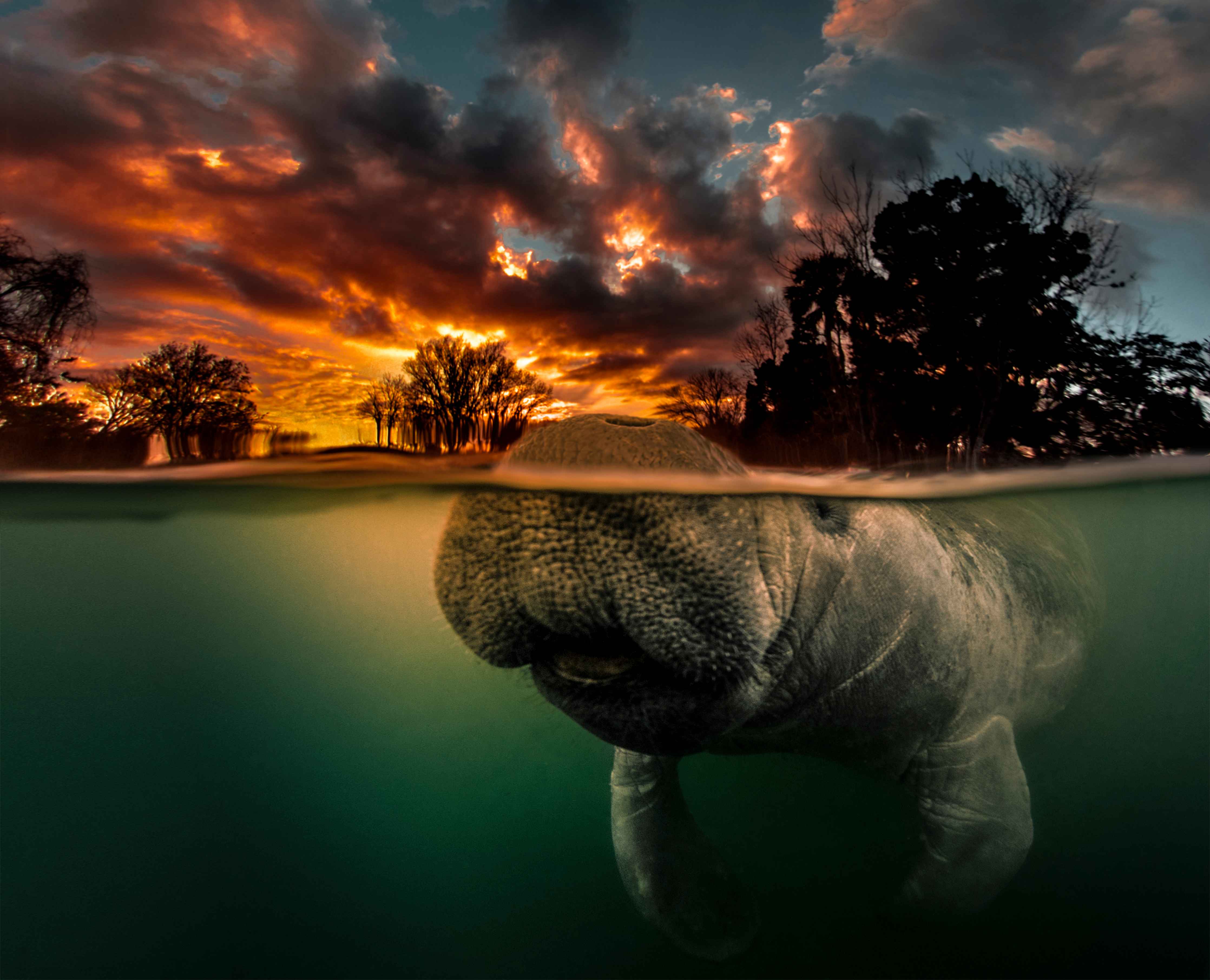 Badewannen-Rückwand-Seekuh taucht in Florida auf