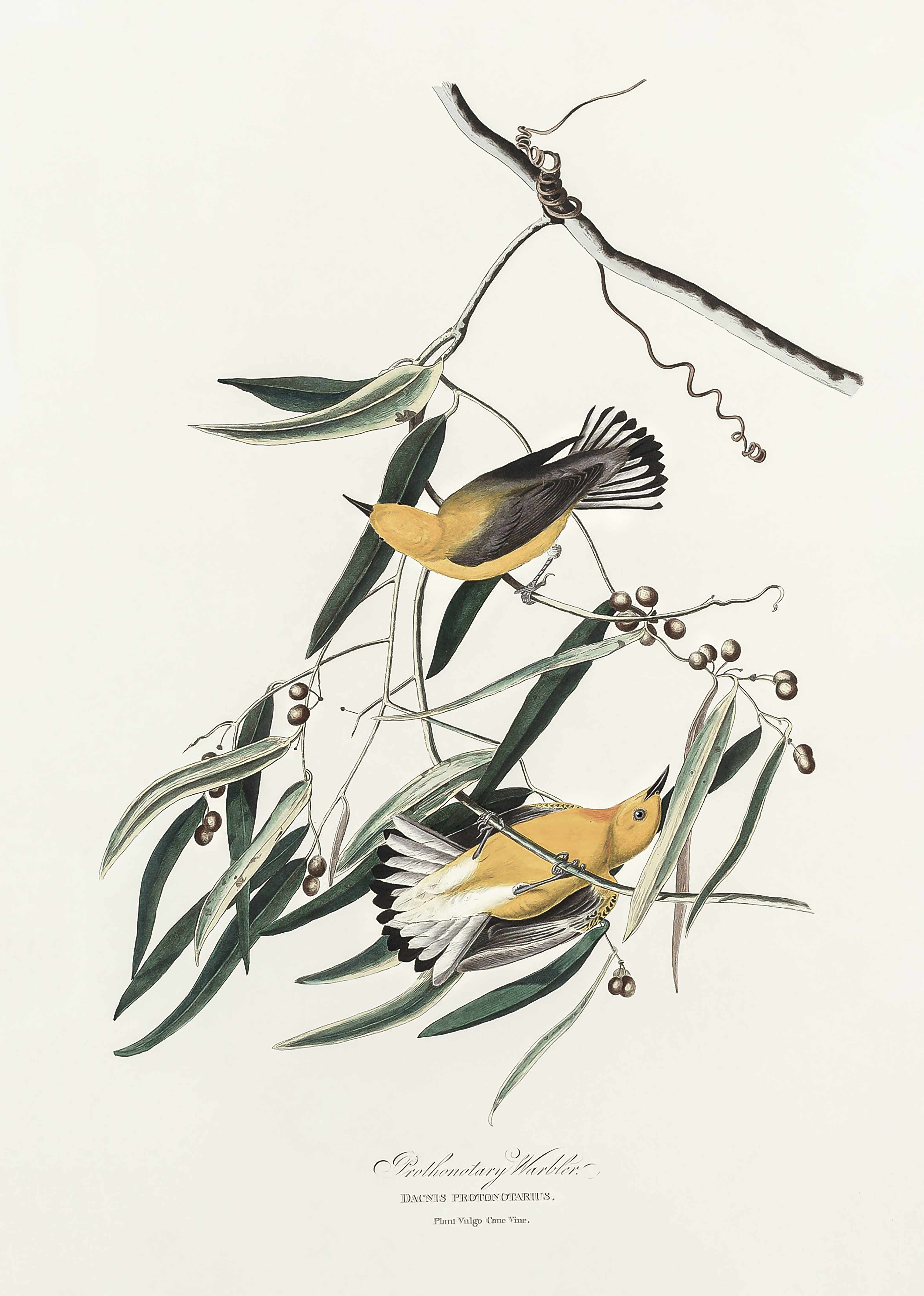 Badewannen-Rückwand-Singvogel Portrait - John James Audubon