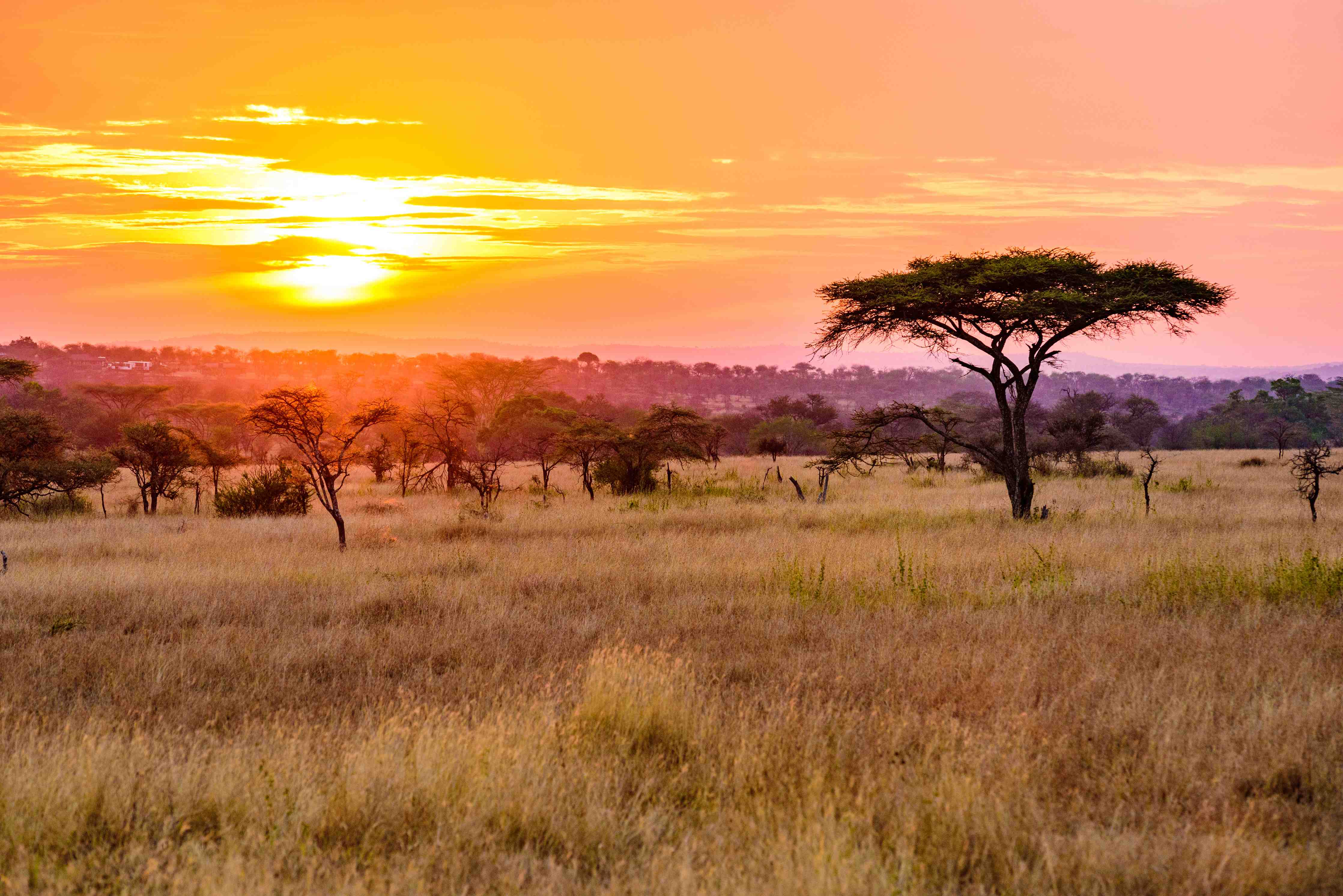 Badewannen-Rückwand-Sonnenuntergang in der Savanne Afrikas