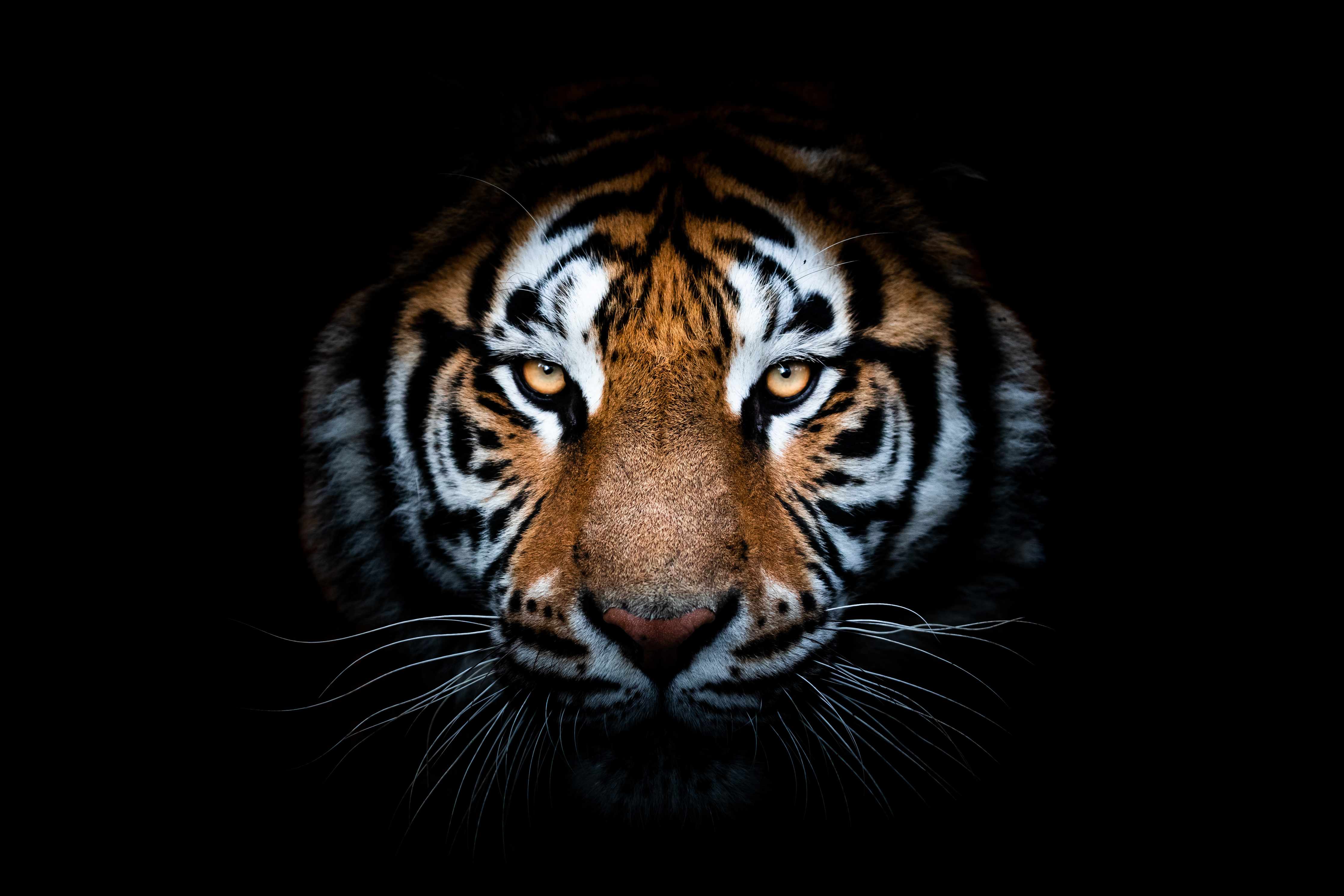 Badewannen-Rückwand-Tiger-Portrait Schwarzer Hintergrund