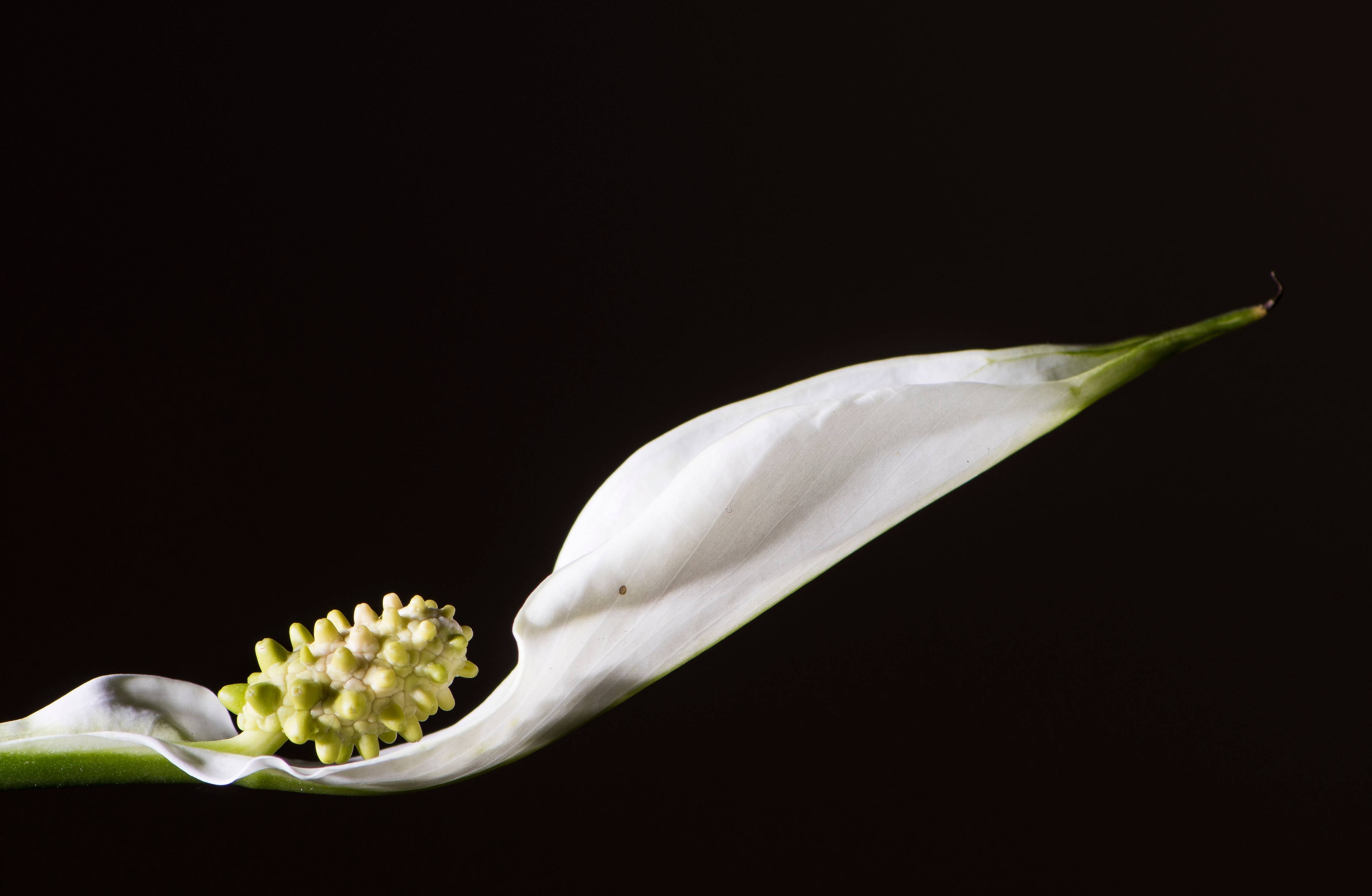 Badewannen-Rückwand-Weiße Blume auf schwarzem Hintergrund