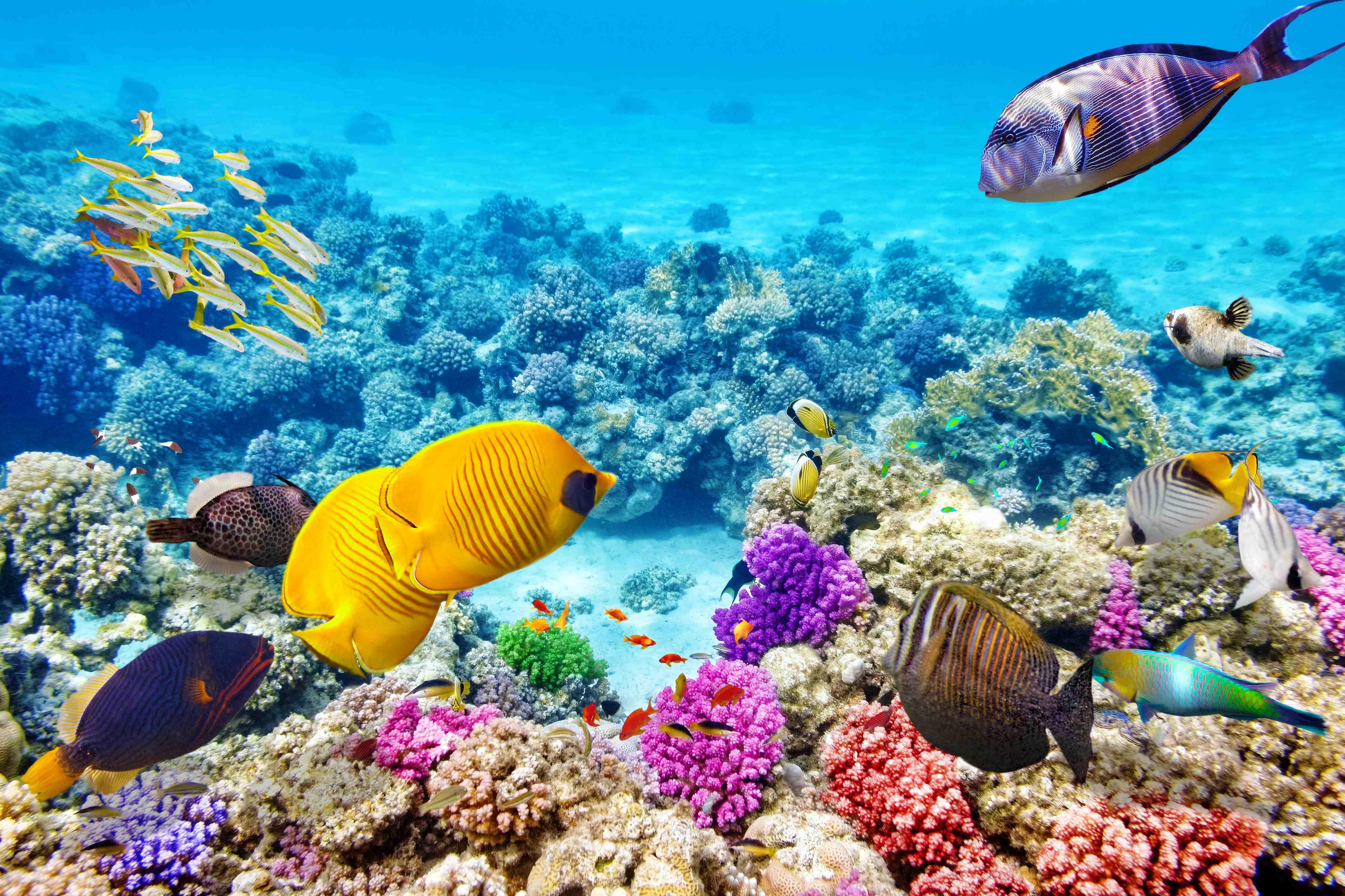 Badewannen-Rückwand-bunte Unterwasserwelt in Australien