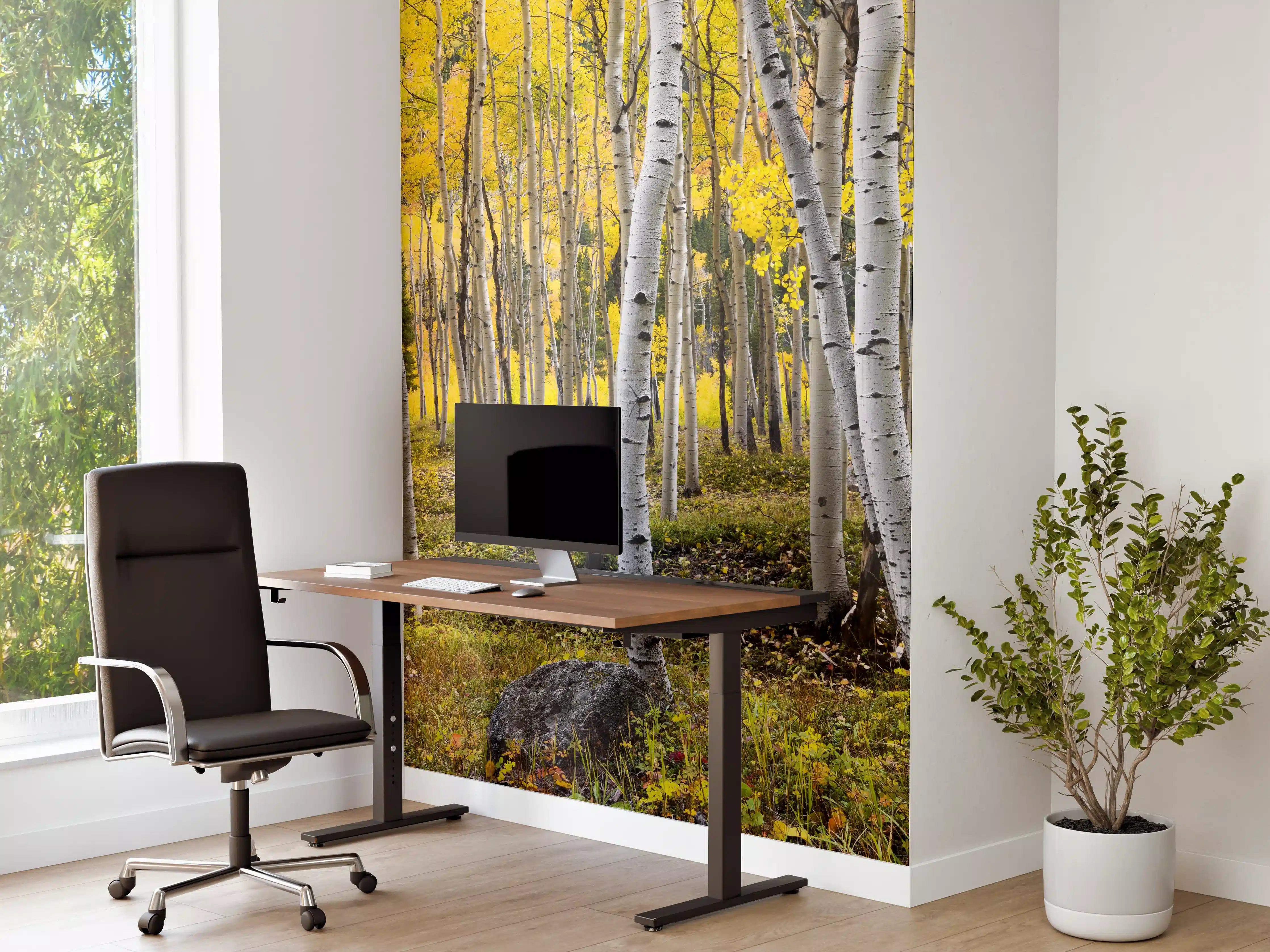 Büro Wandgestaltung - Birken im Herbst