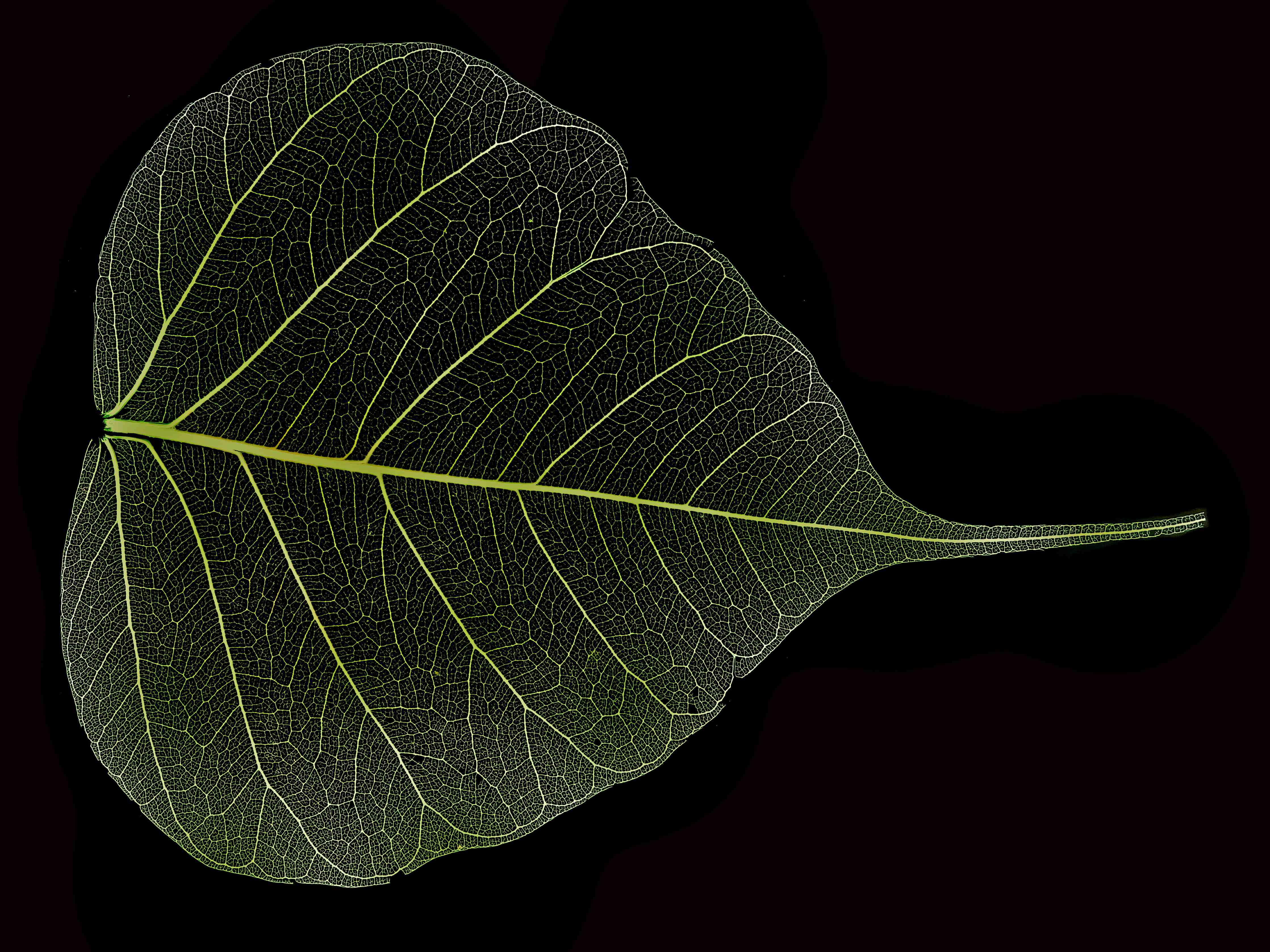 Büro Wandgestaltung-Blatt-Textur-Muster 2