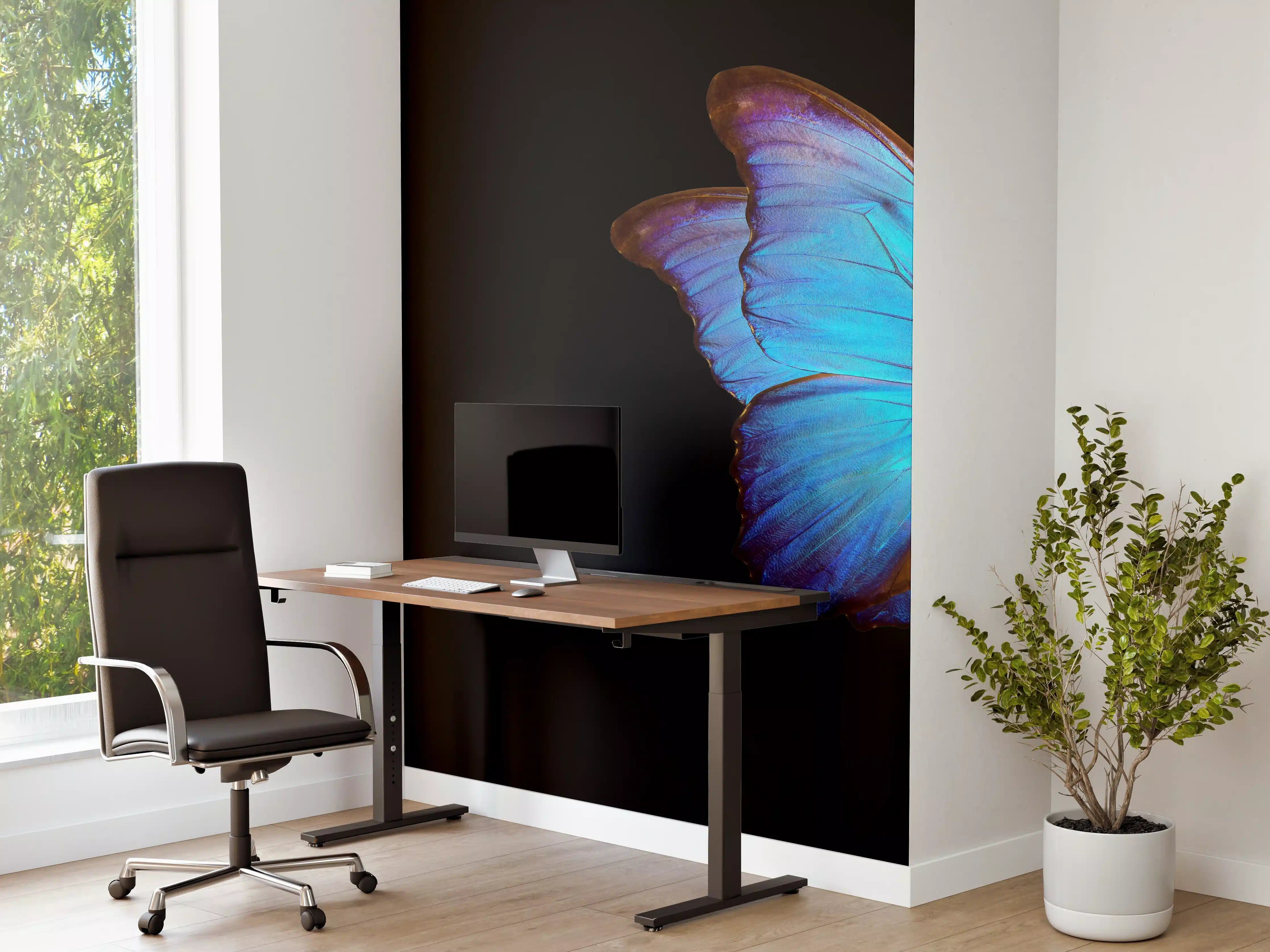 Büro Wandgestaltung - Blauer Morphofalter - schwarzer Hintergrund