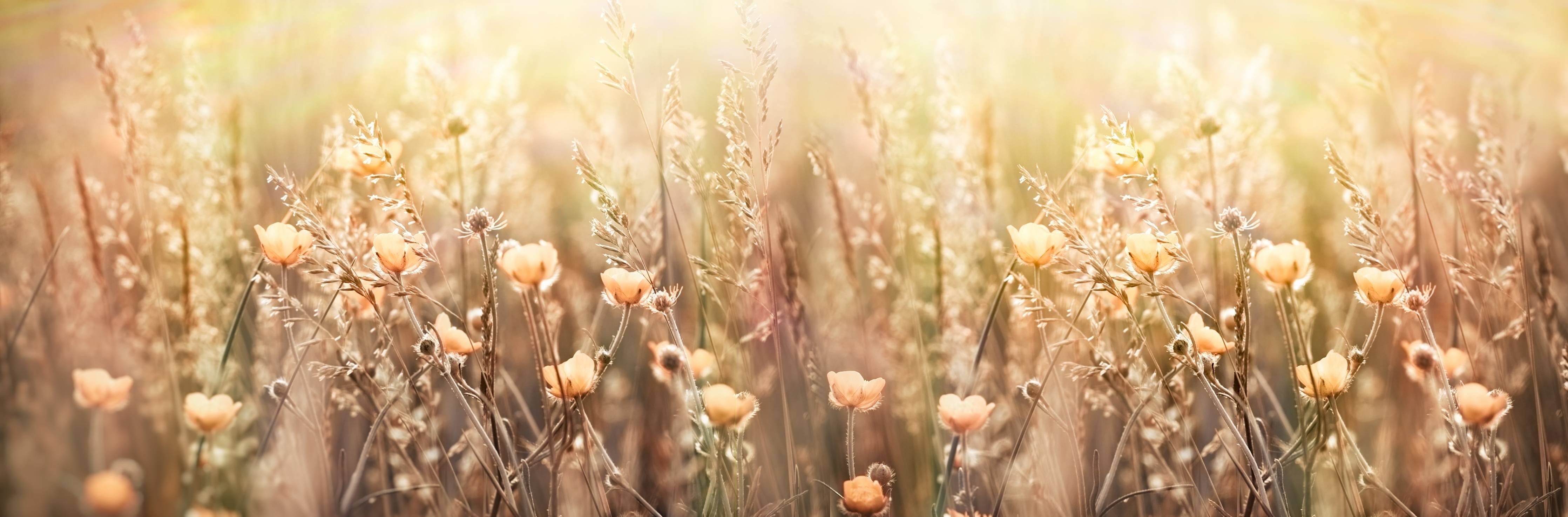 Büro Wandgestaltung-Blumenfeld mit Sonnenstrahlen
