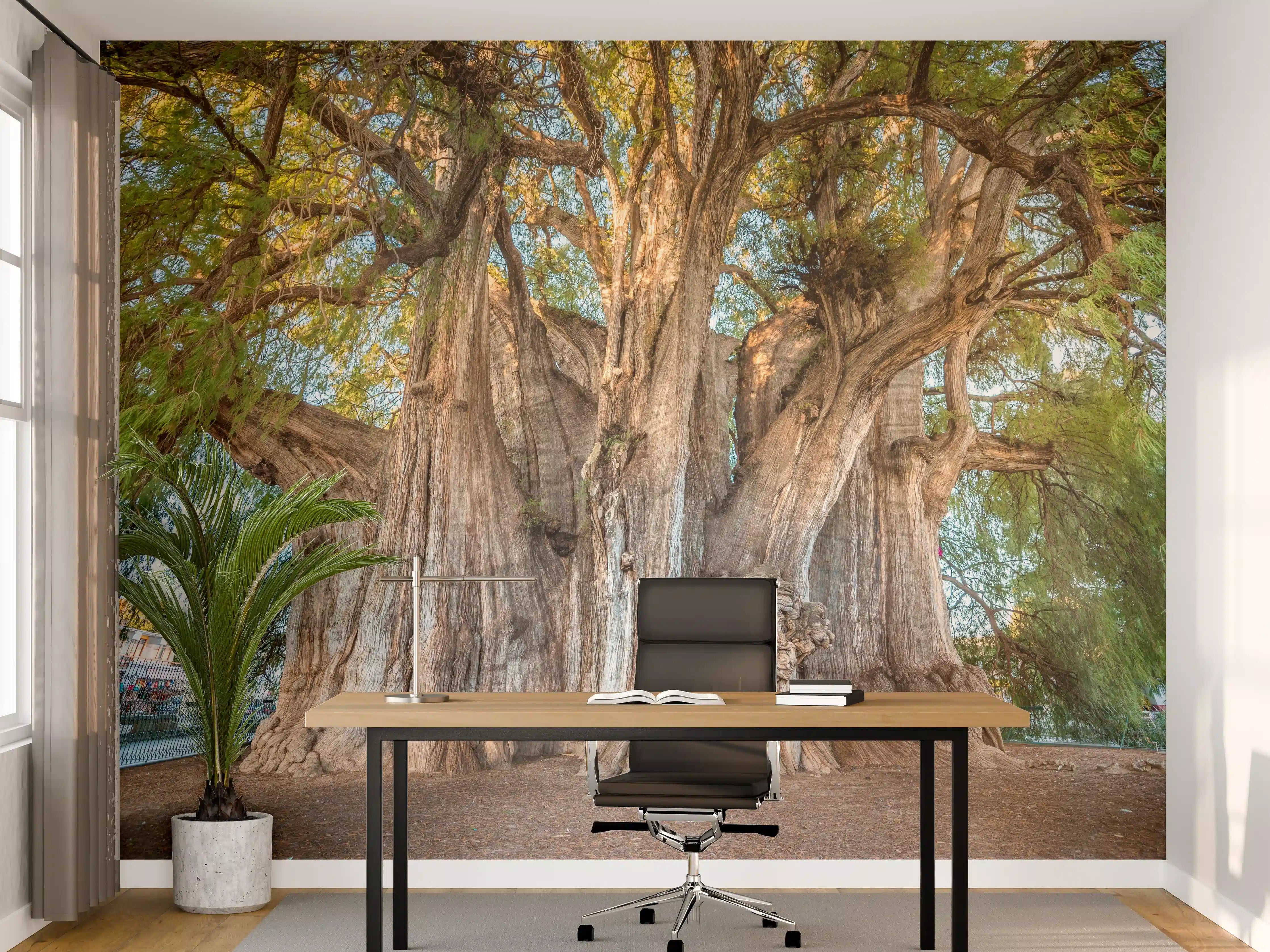 Büro Wandgestaltung - Der größte Baum der Welt - Mexico