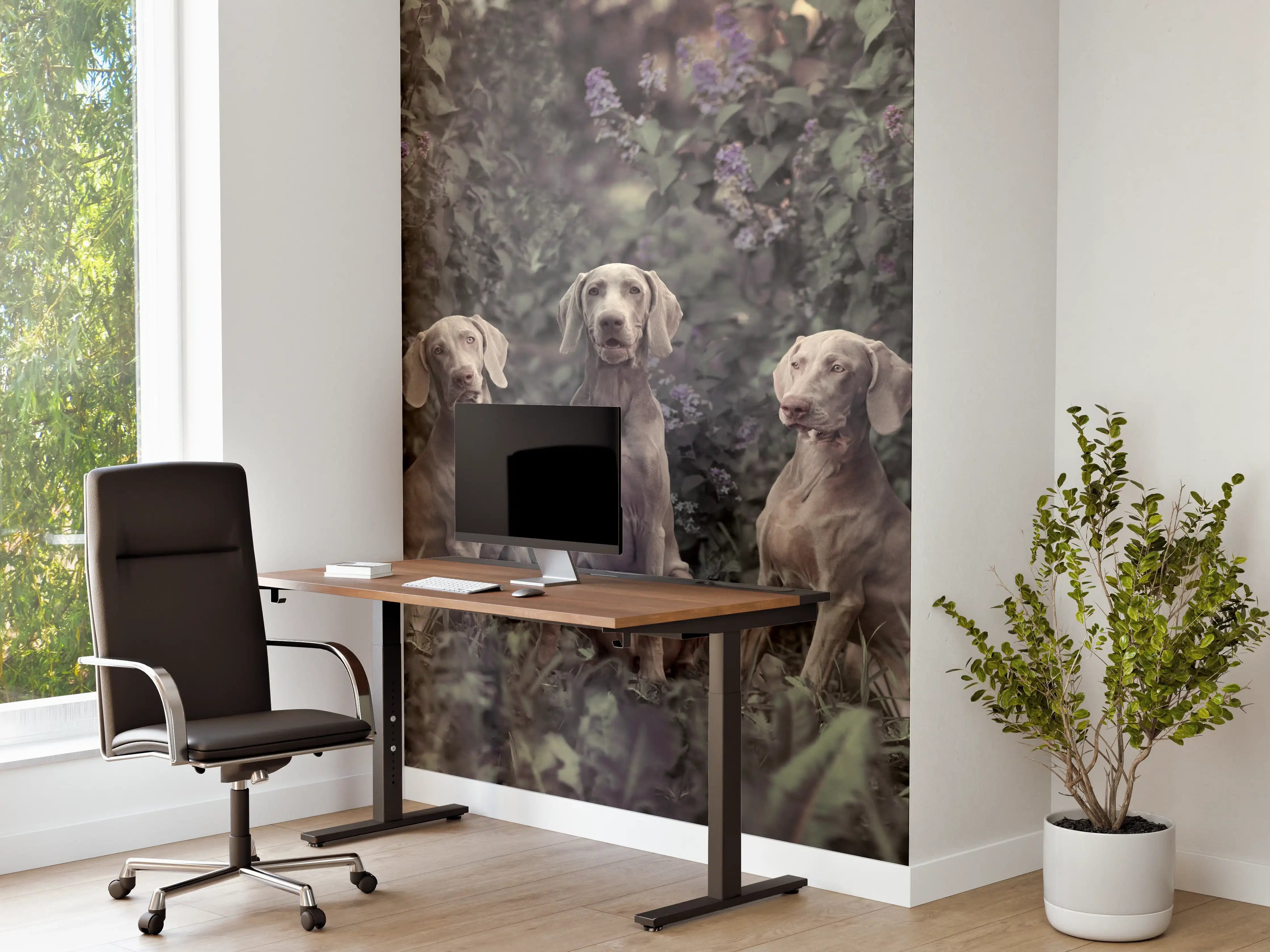 Büro Wandgestaltung - Drei Weimaranerhunde sitzend im Fliedergebüsch