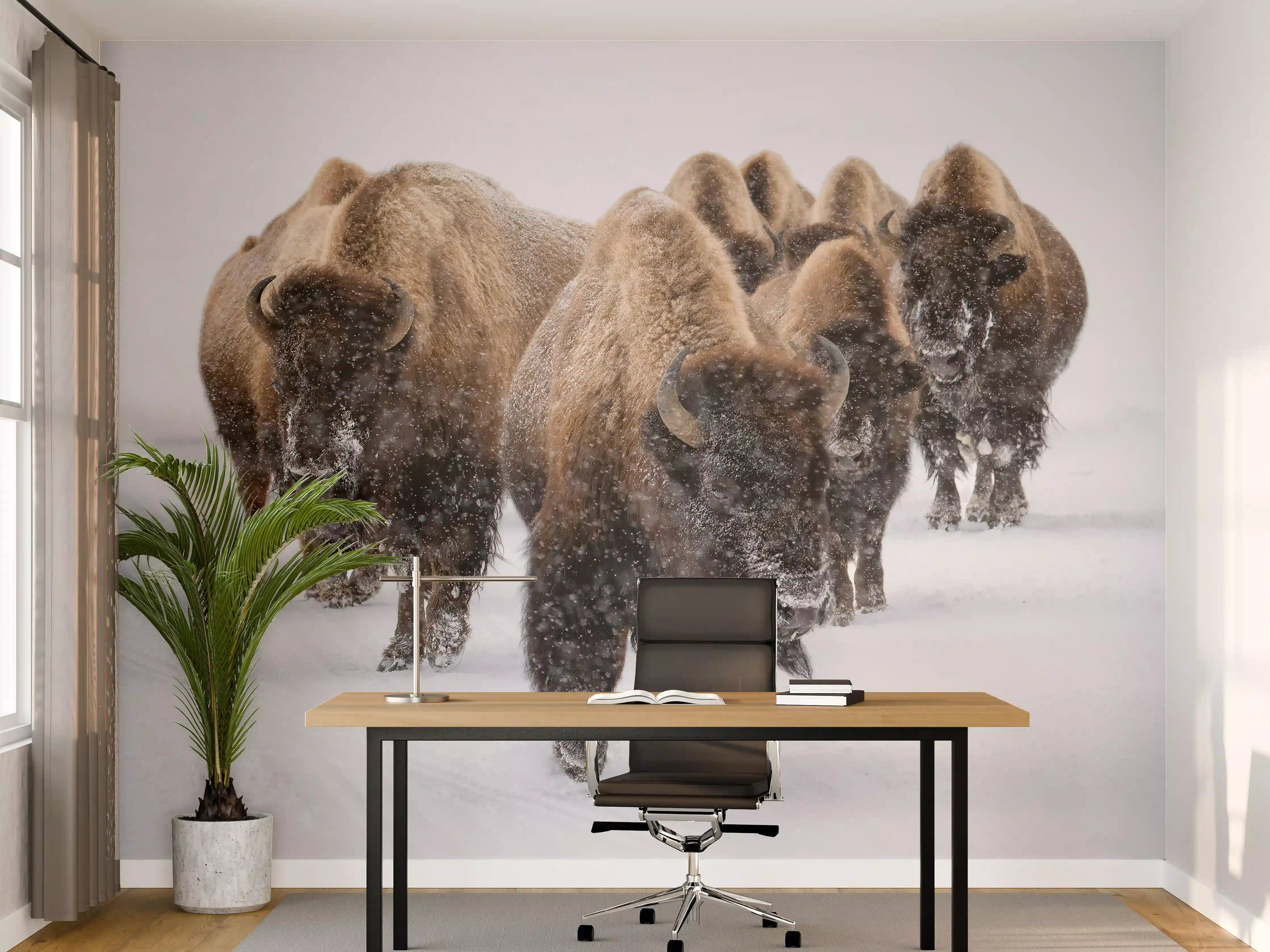 Büro Wandgestaltung - Eine Bison Herde