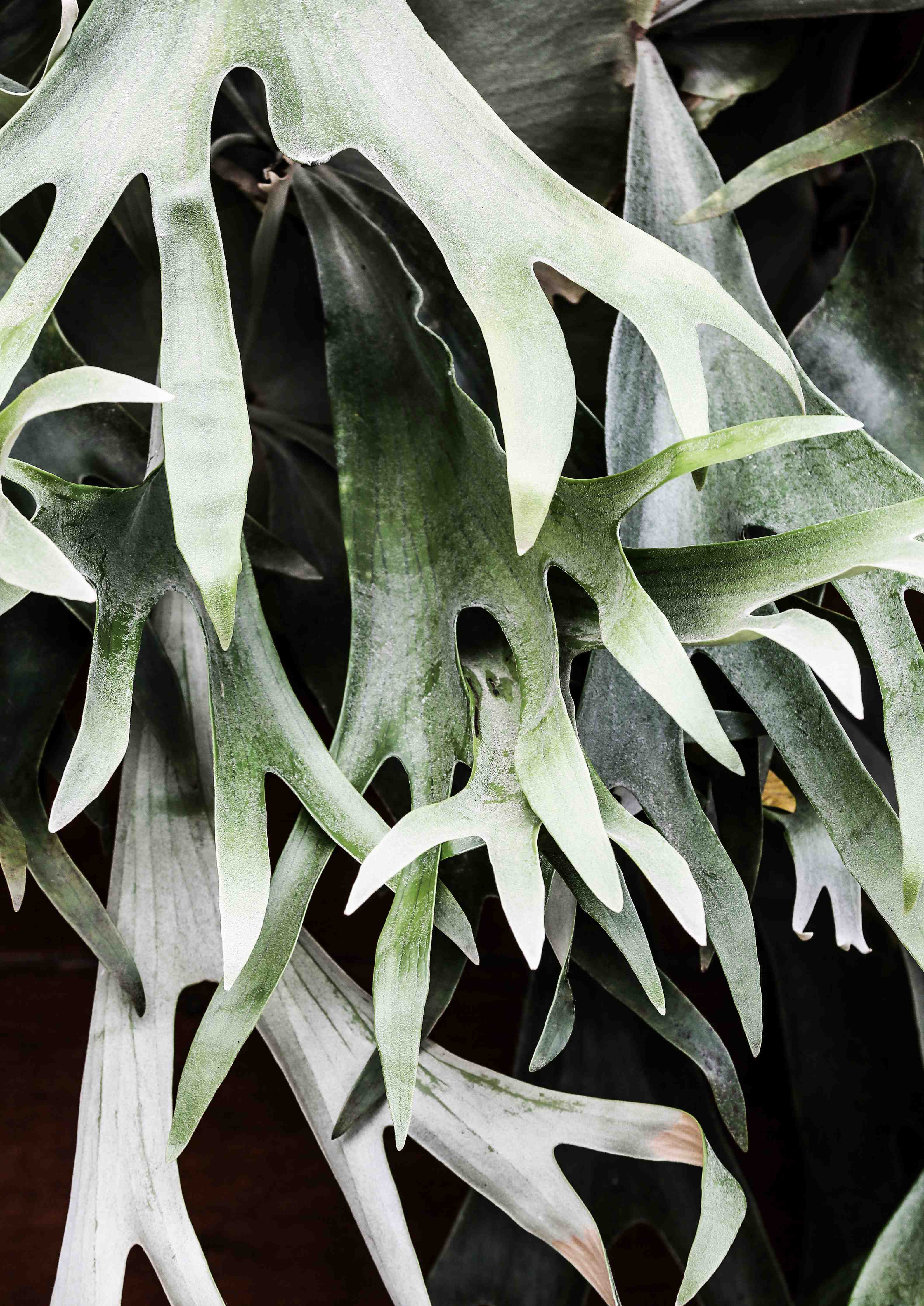 Büro Wandgestaltung-Exotisches Staghorn Farnblatt