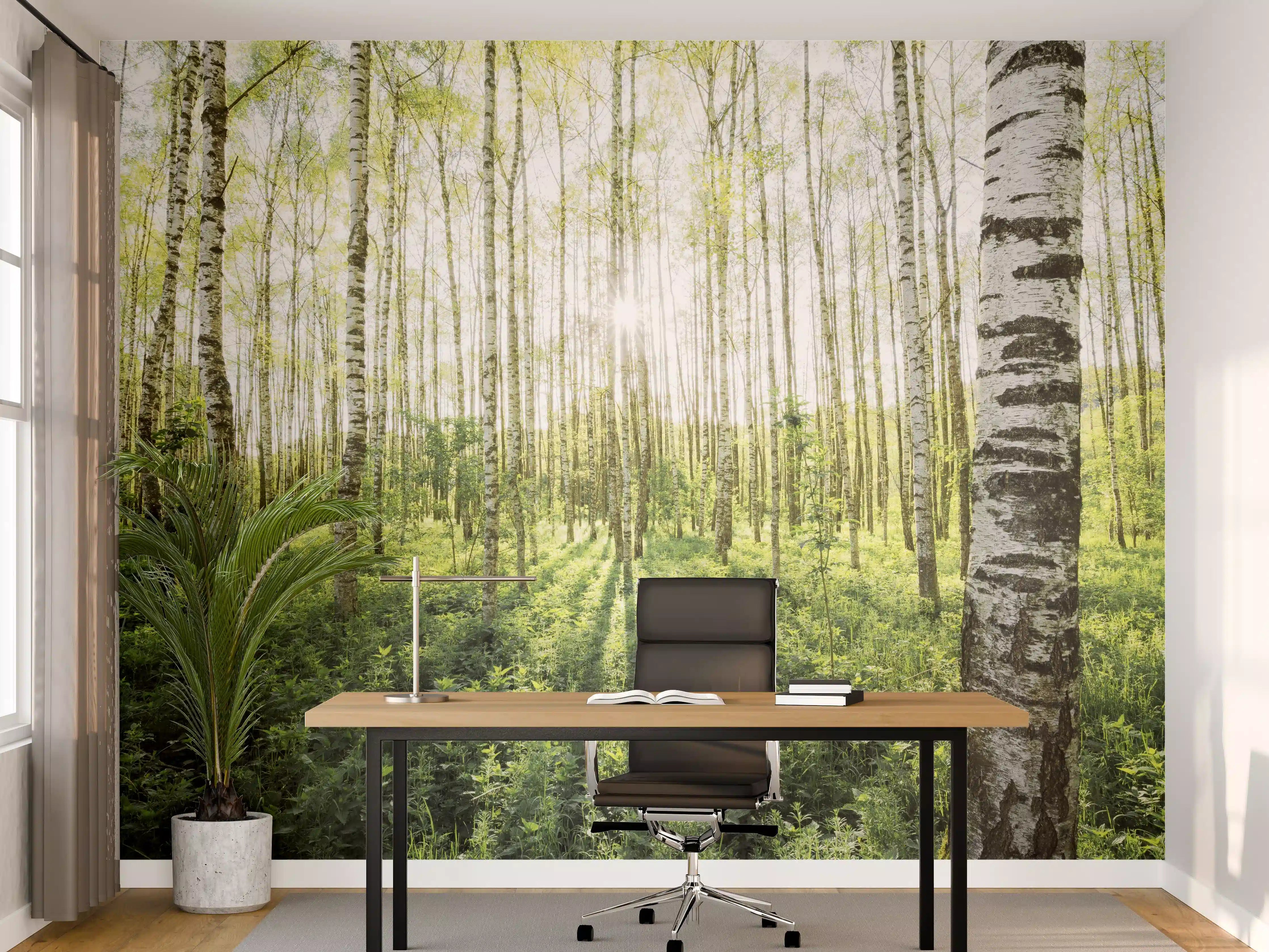 Büro Wandgestaltung - Frühlings-Birkenwald Lichtspiel