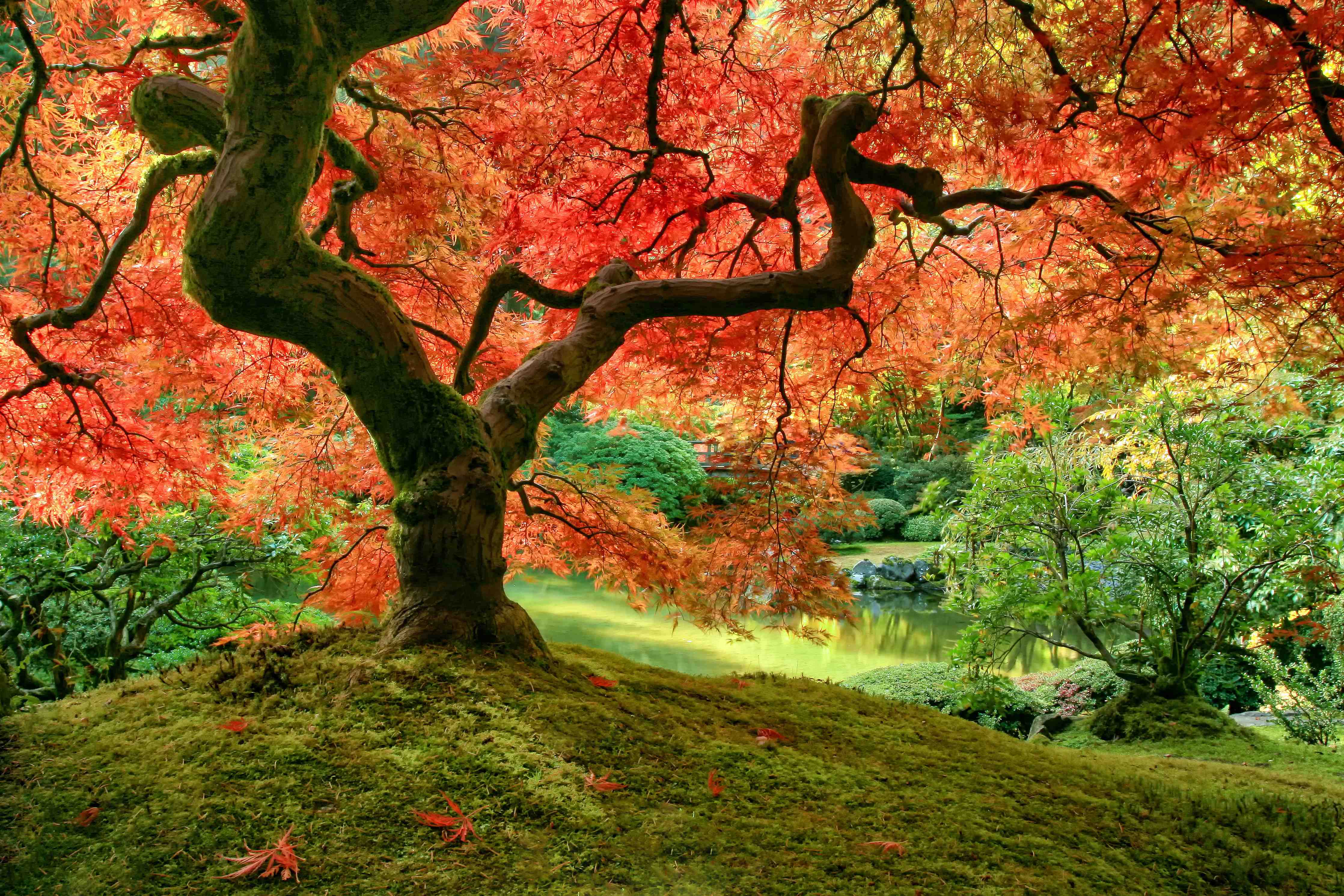 Büro Wandgestaltung-Graue Blätter im Herbstpark