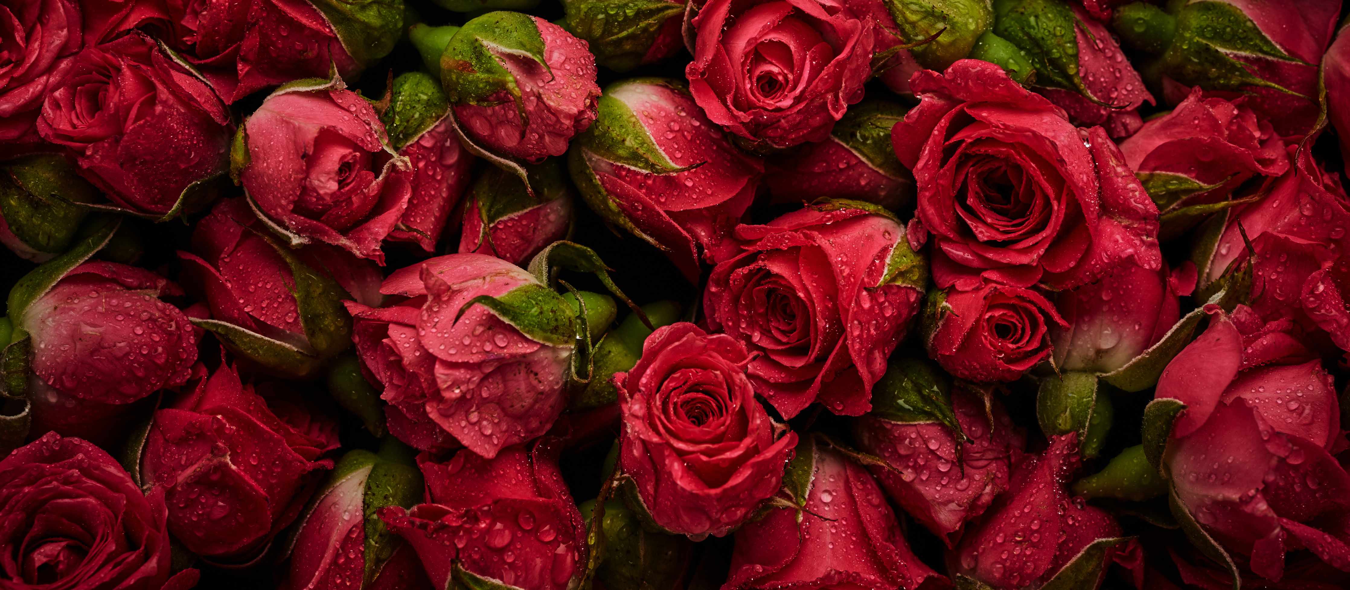 Büro Wandgestaltung-Graue Rosen mit Tau