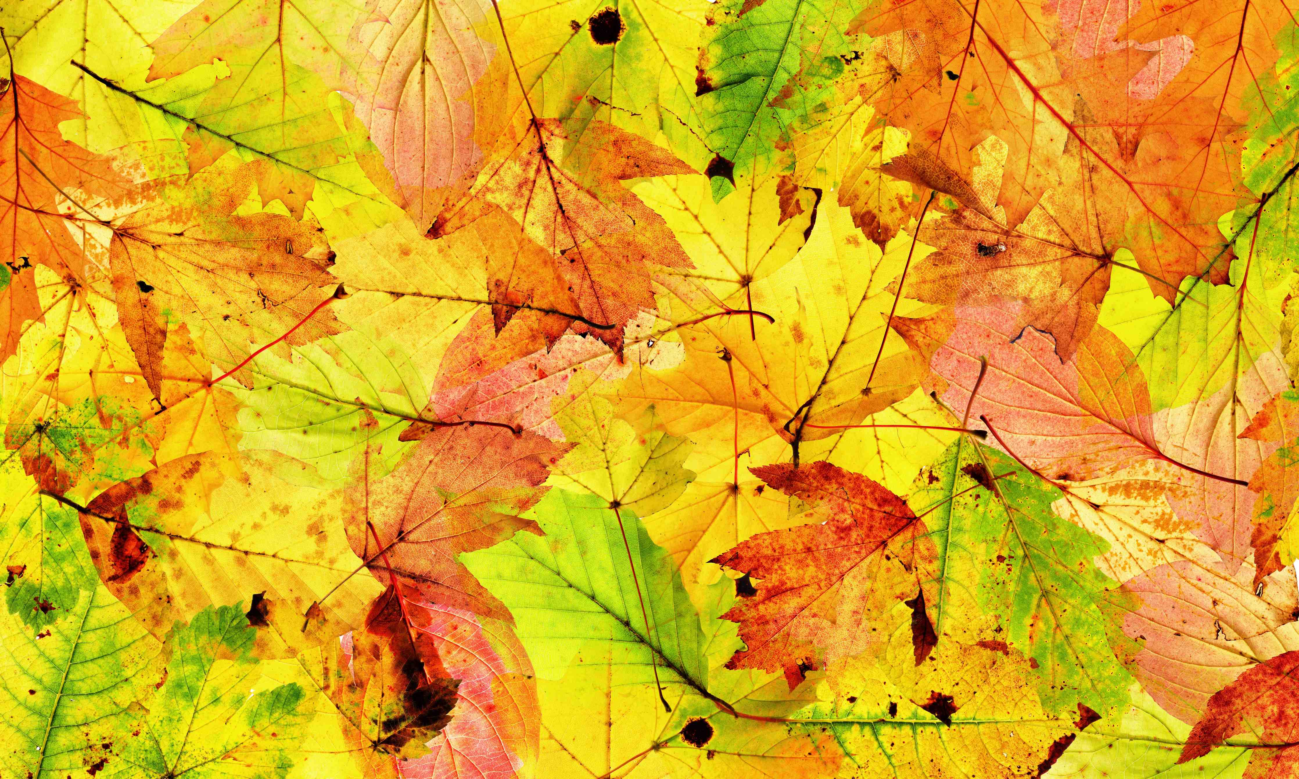 Büro Wandgestaltung-Herbstblätter Hintergrund