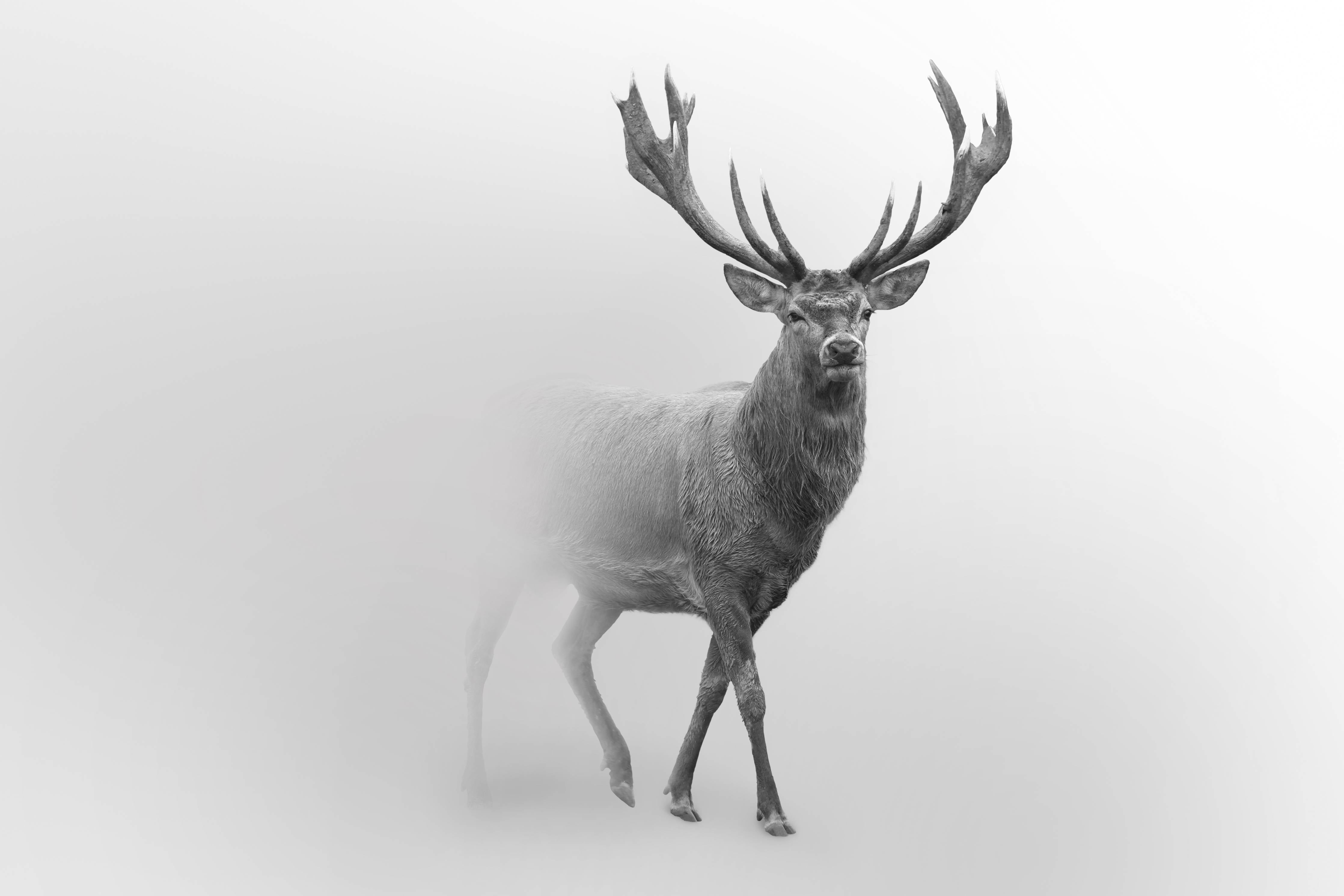Büro Wandgestaltung-Hirsch Graustufenbild