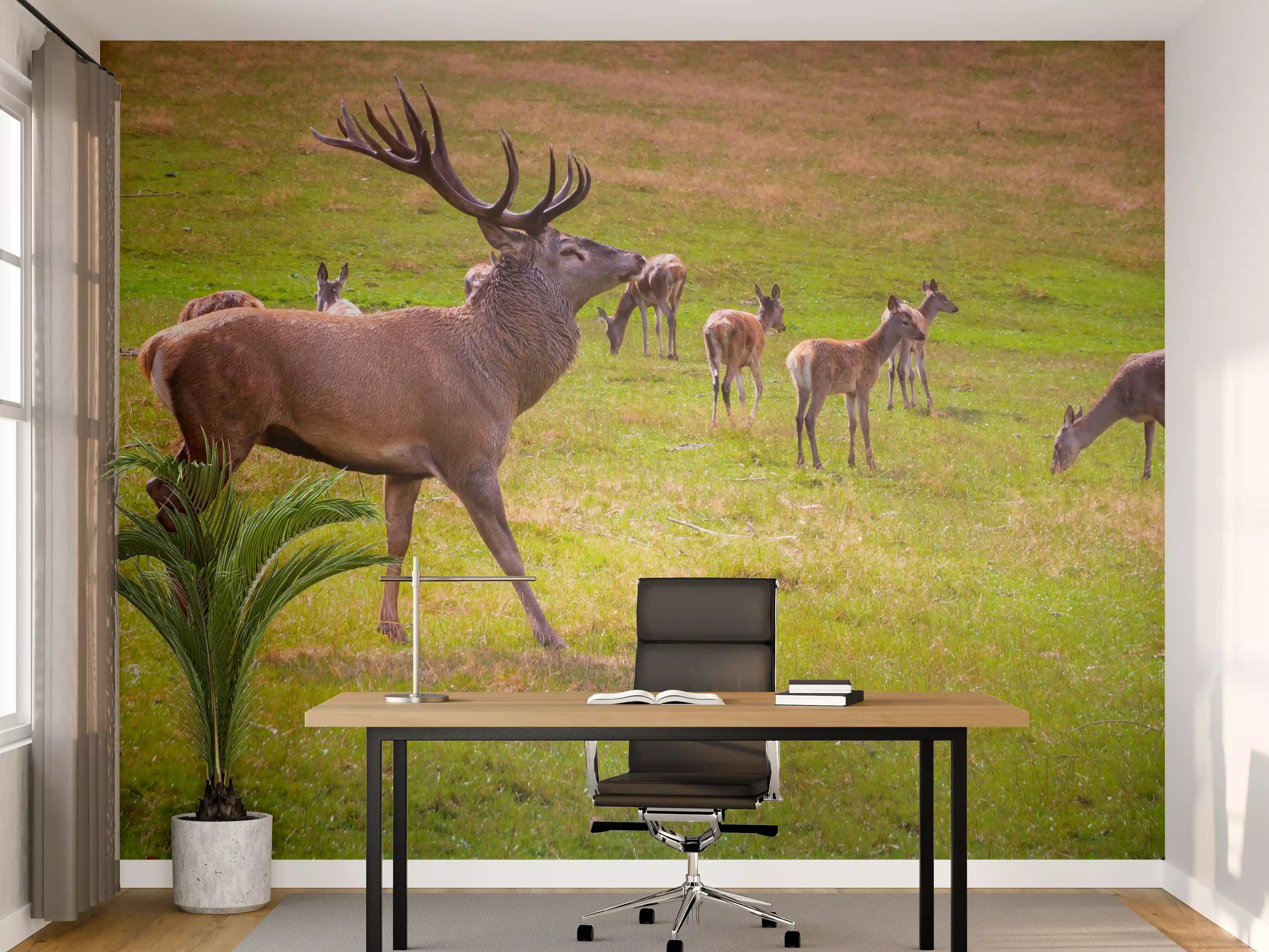 Büro Wandgestaltung - Hirschrudel auf grüner Wiese