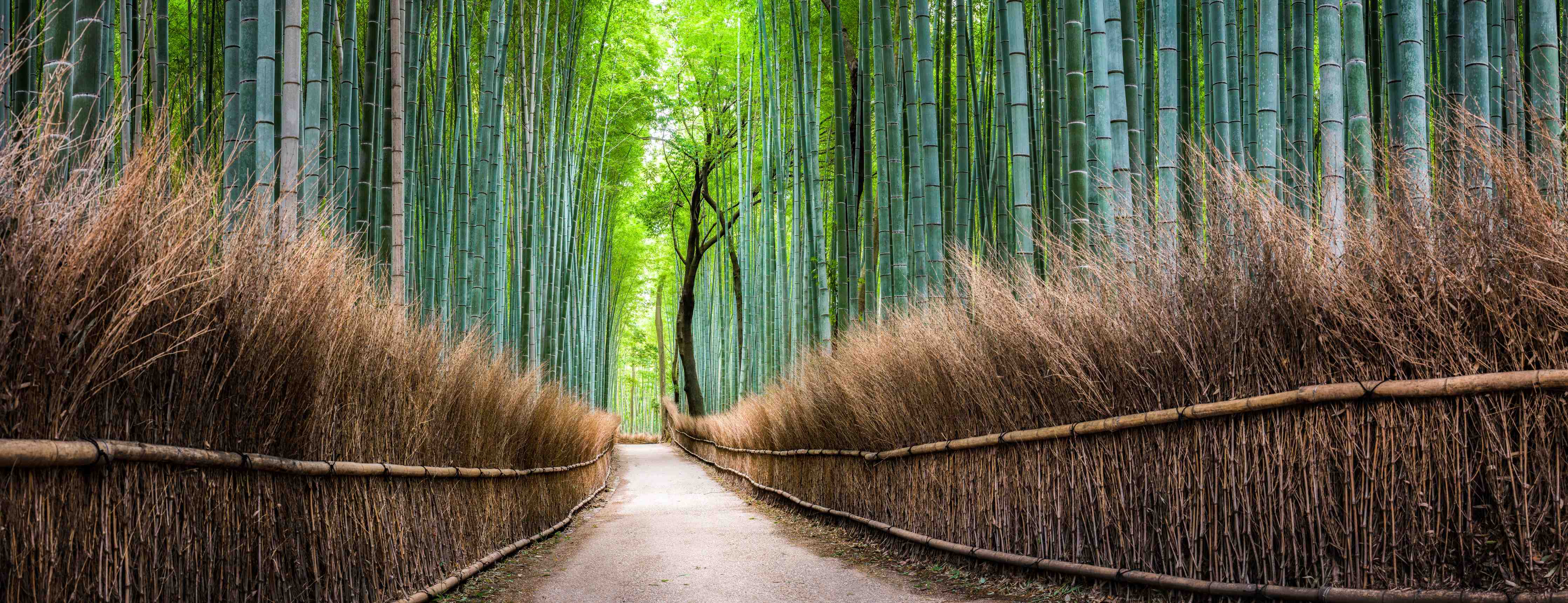 Büro Wandgestaltung-Japanischer Bambuswald in Arashiyama