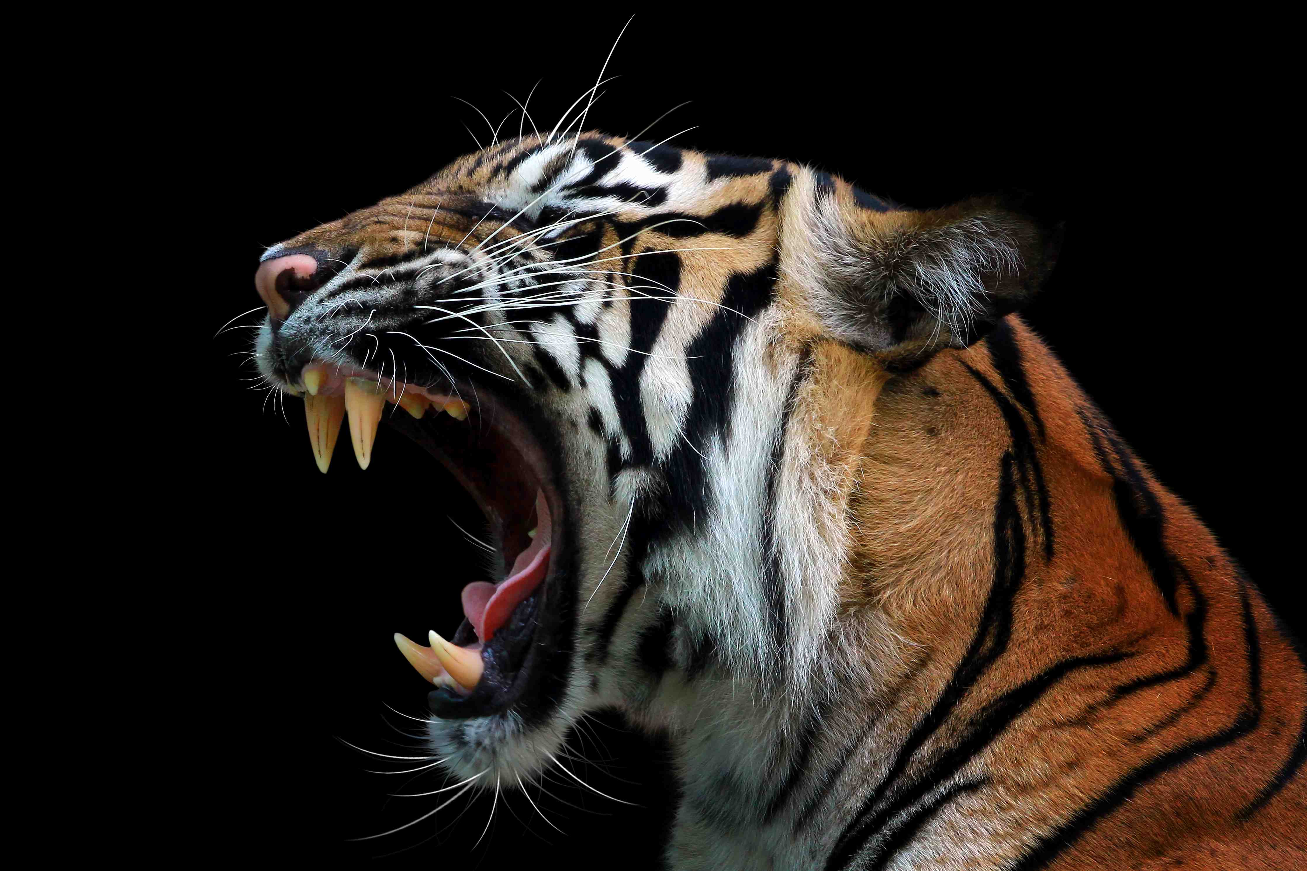 Büro Wandgestaltung-Kopf eines Sumatra-Tigers
