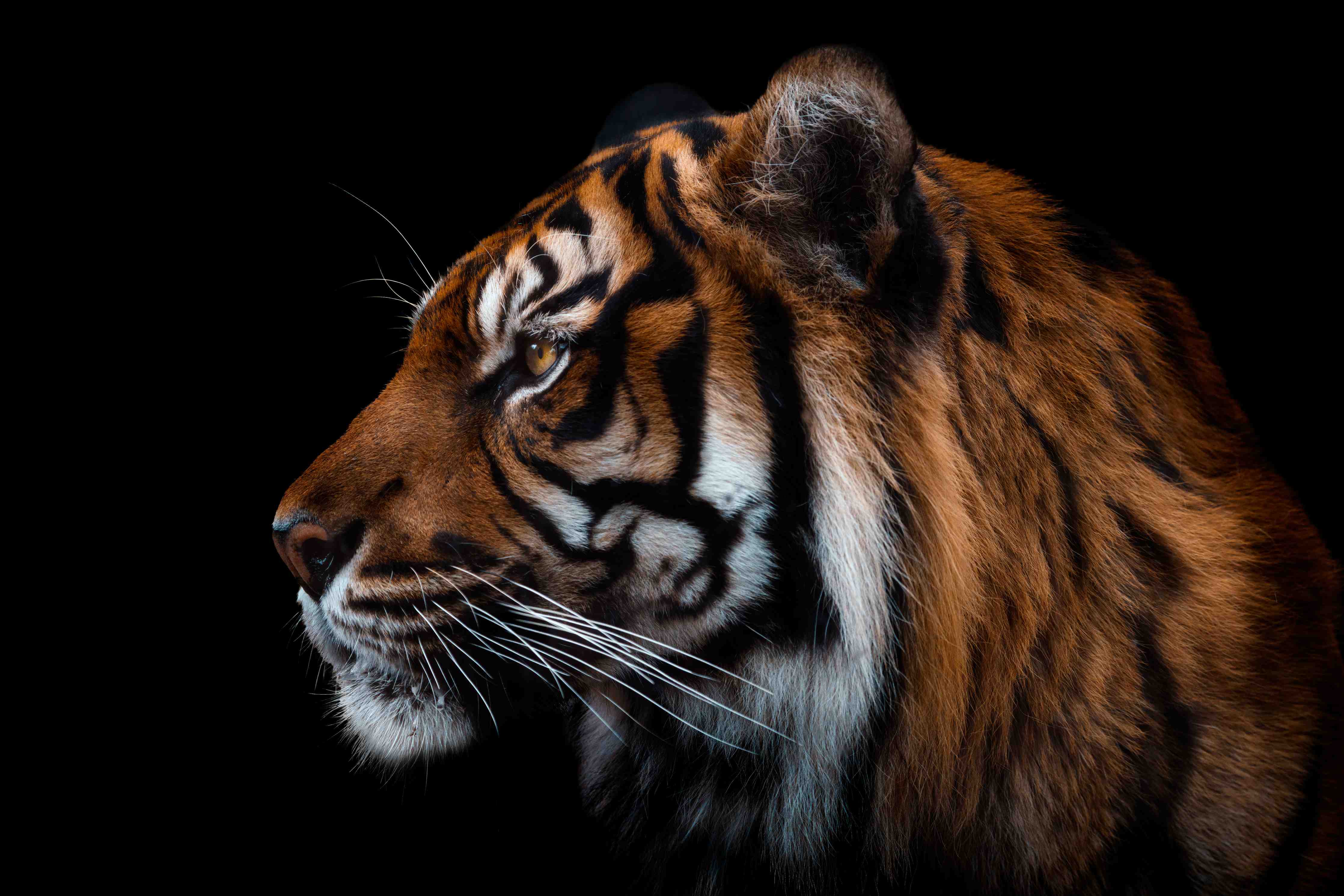 Büro Wandgestaltung-Kopf eines Sumatra-Tigers geschlossen