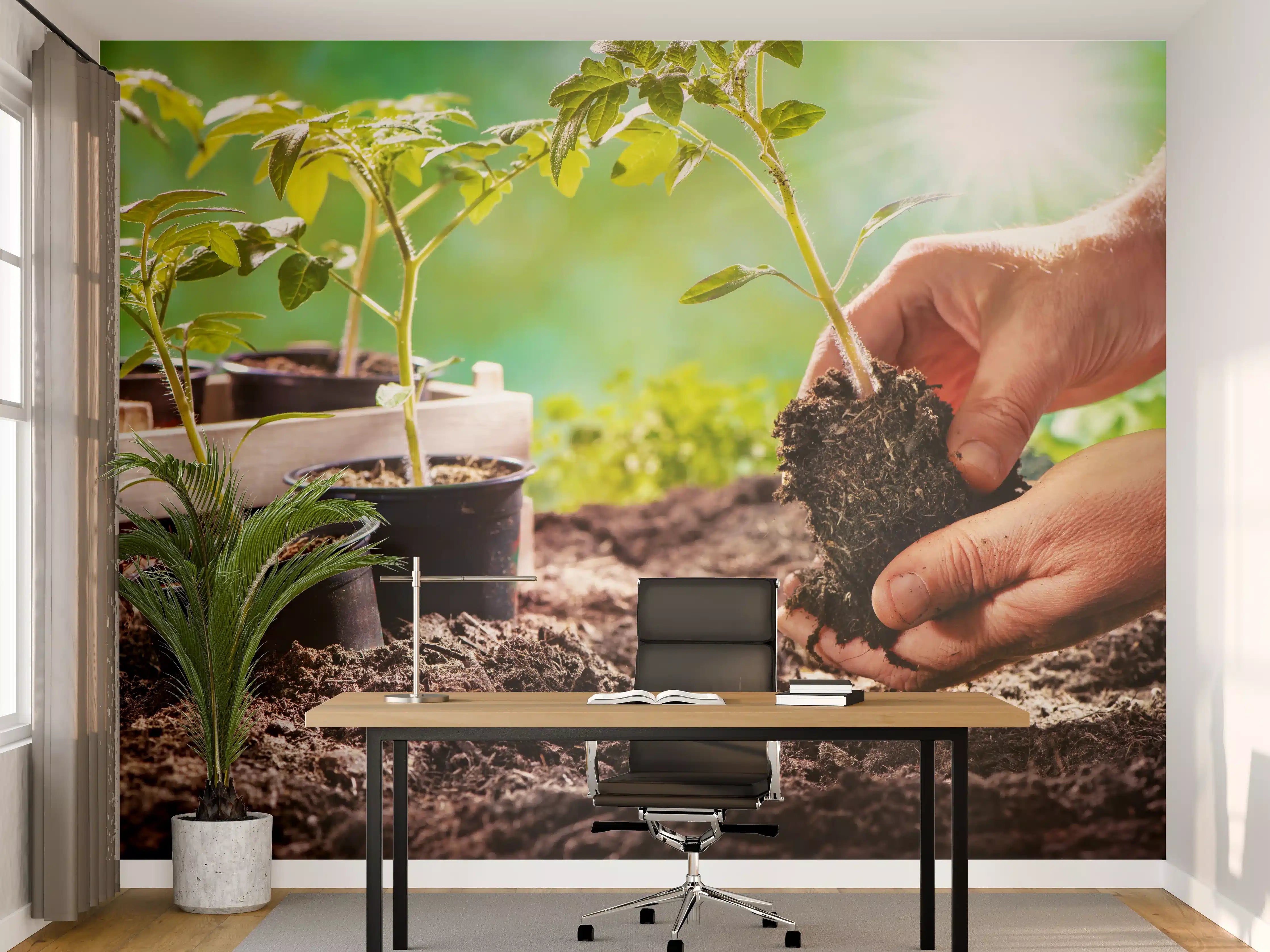 Büro Wandgestaltung - Landwirt pflanzt Tomatensetzlinge 