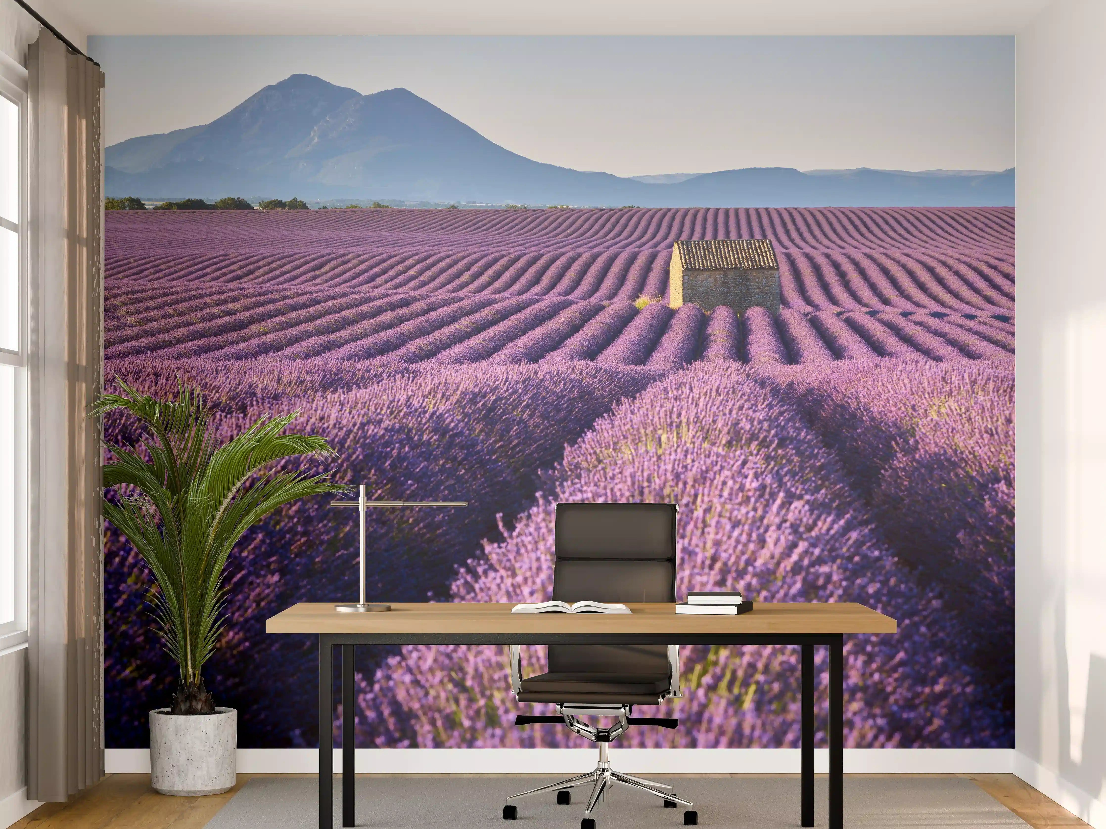 Büro Wandgestaltung - Lavendelfelder auf dem Plateau de Valensole 