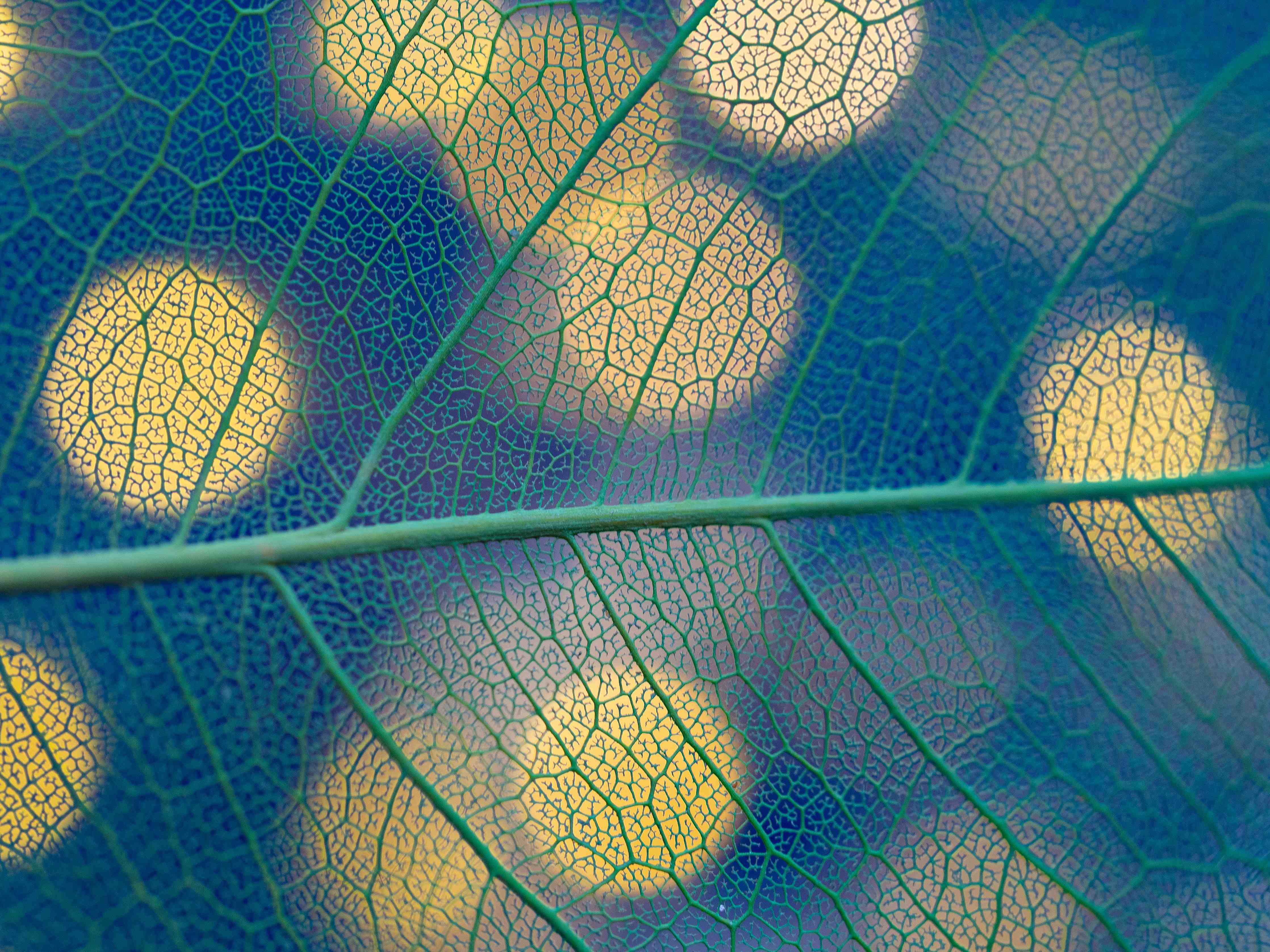 Büro Wandgestaltung-Leuchtende Blätter mit softem Bokeh-Effekt