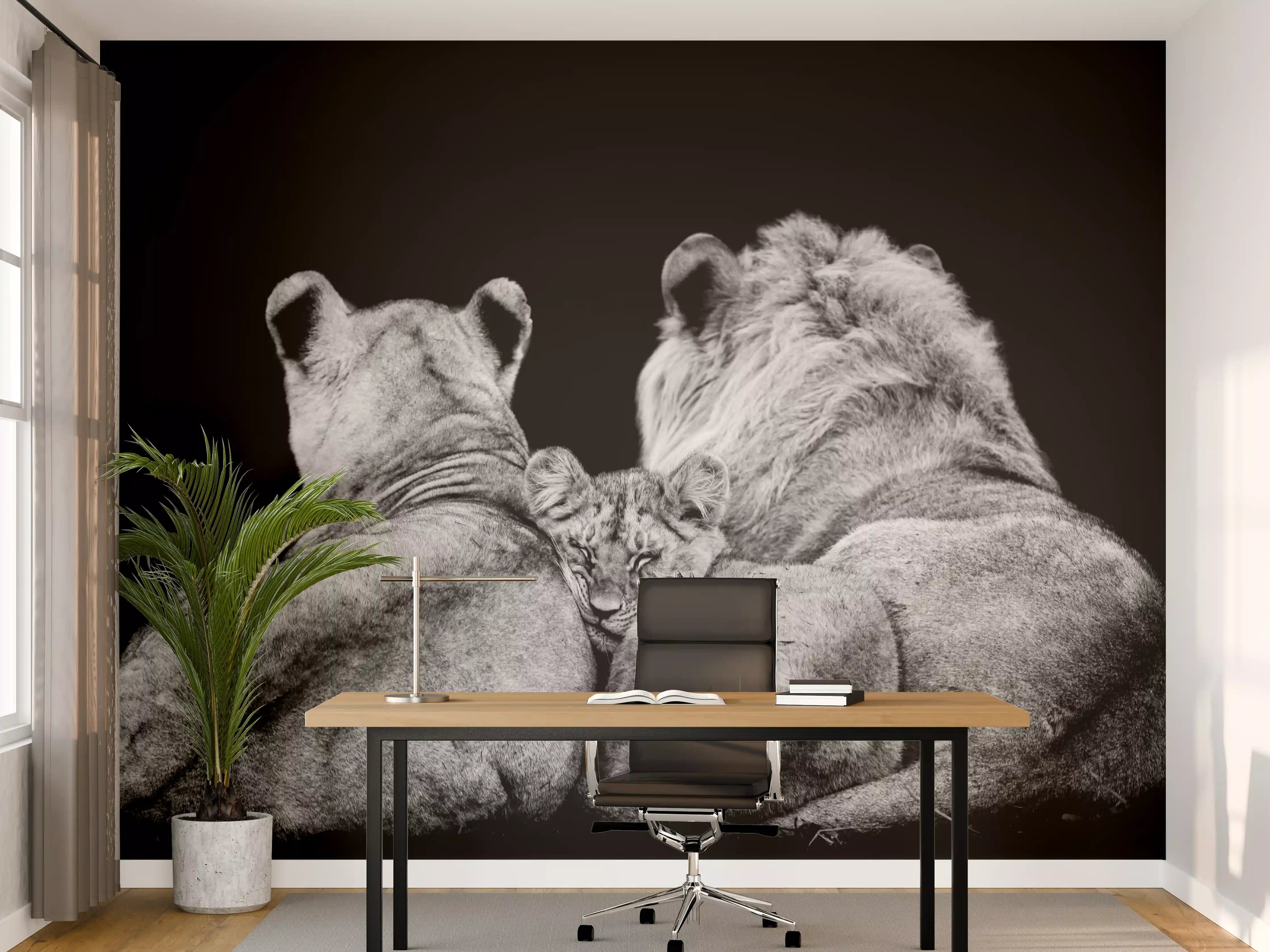Büro Wandgestaltung - Löwenfamilie liegend mit schwarzem Hintergrund