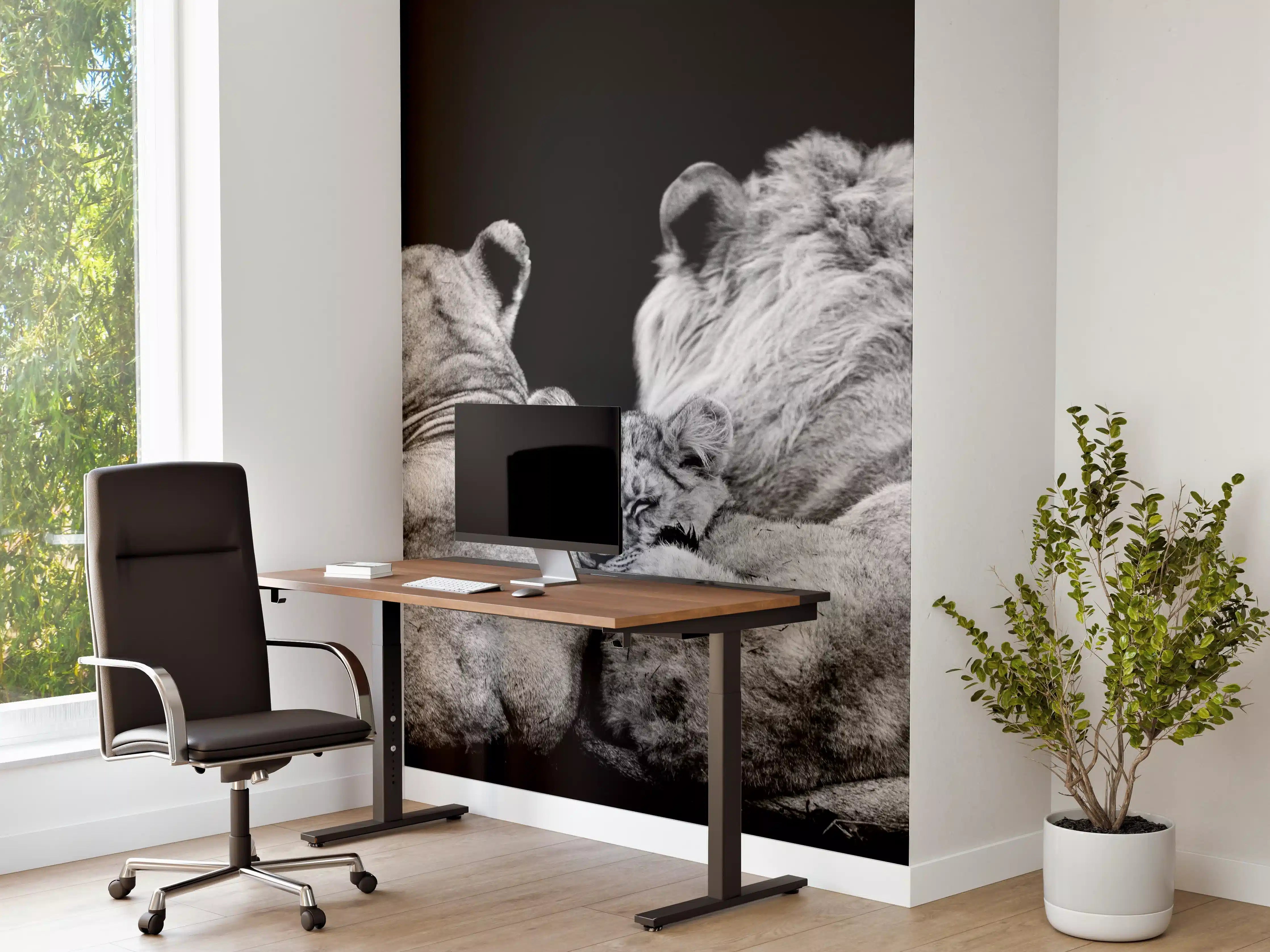Büro Wandgestaltung - Löwenfamilie liegend mit schwarzem Hintergrund