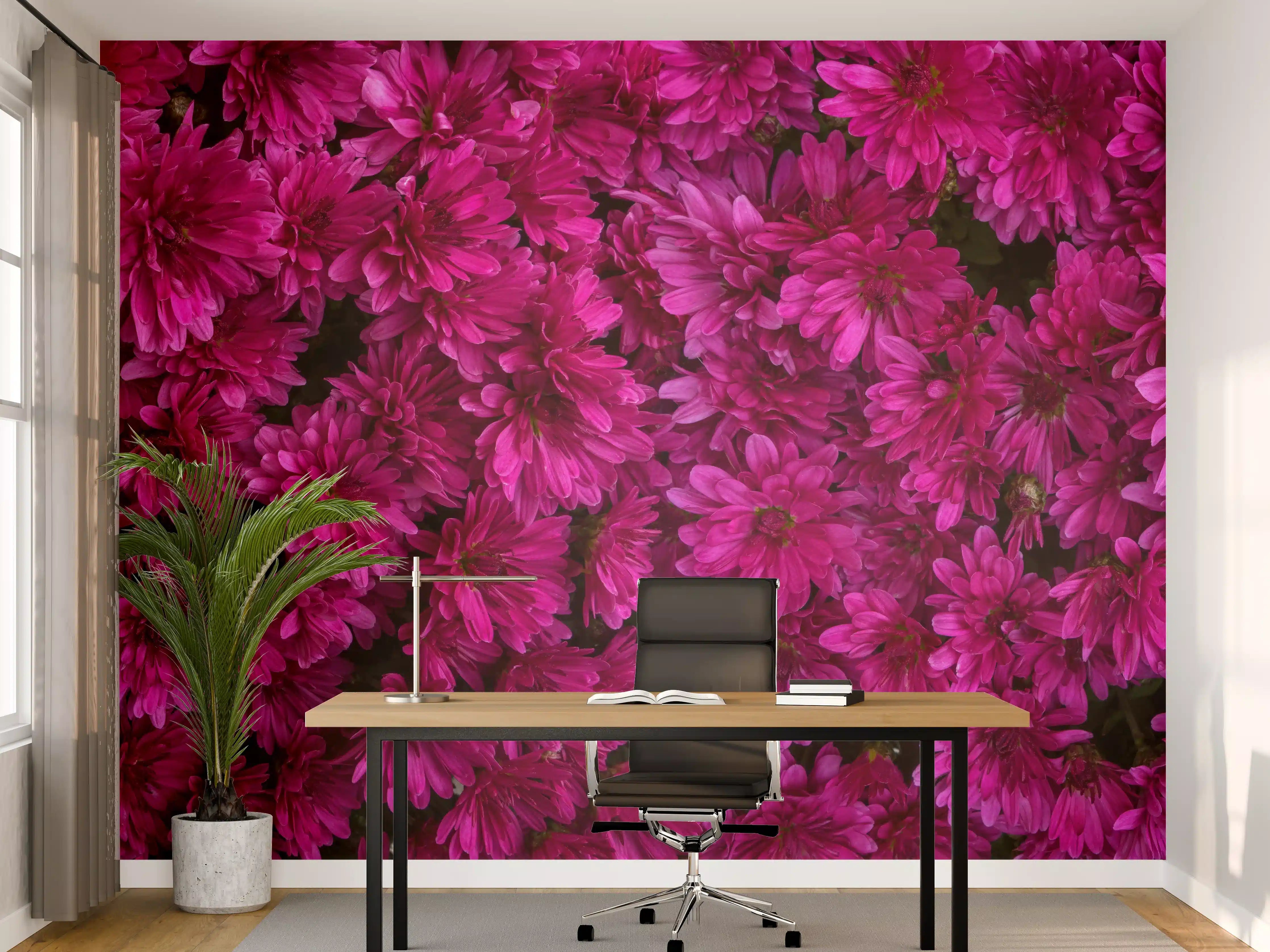 Büro Wandgestaltung - Magenta Blüten von Chrysanthemen