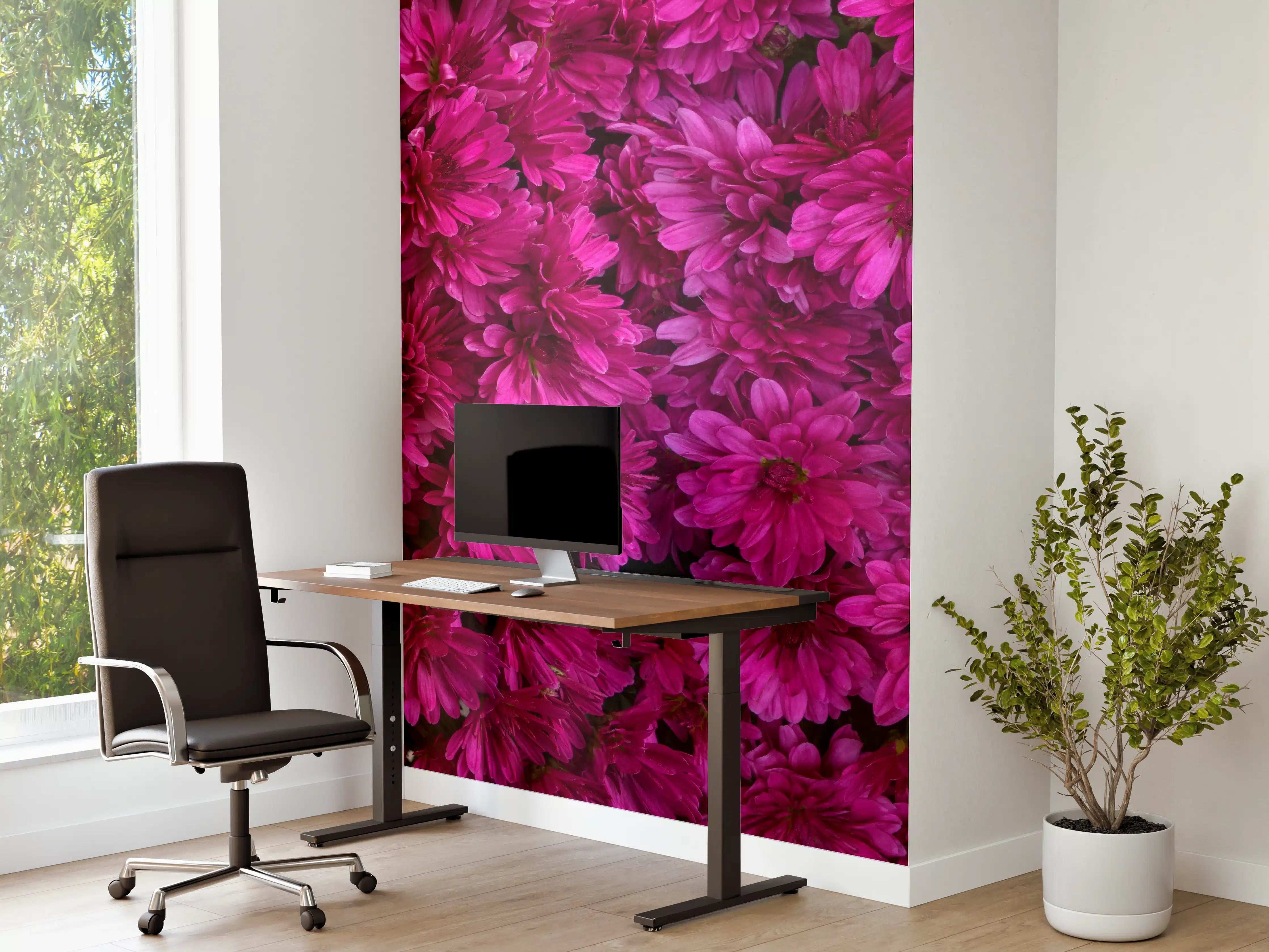 Büro Wandgestaltung - Magenta Blüten von Chrysanthemen