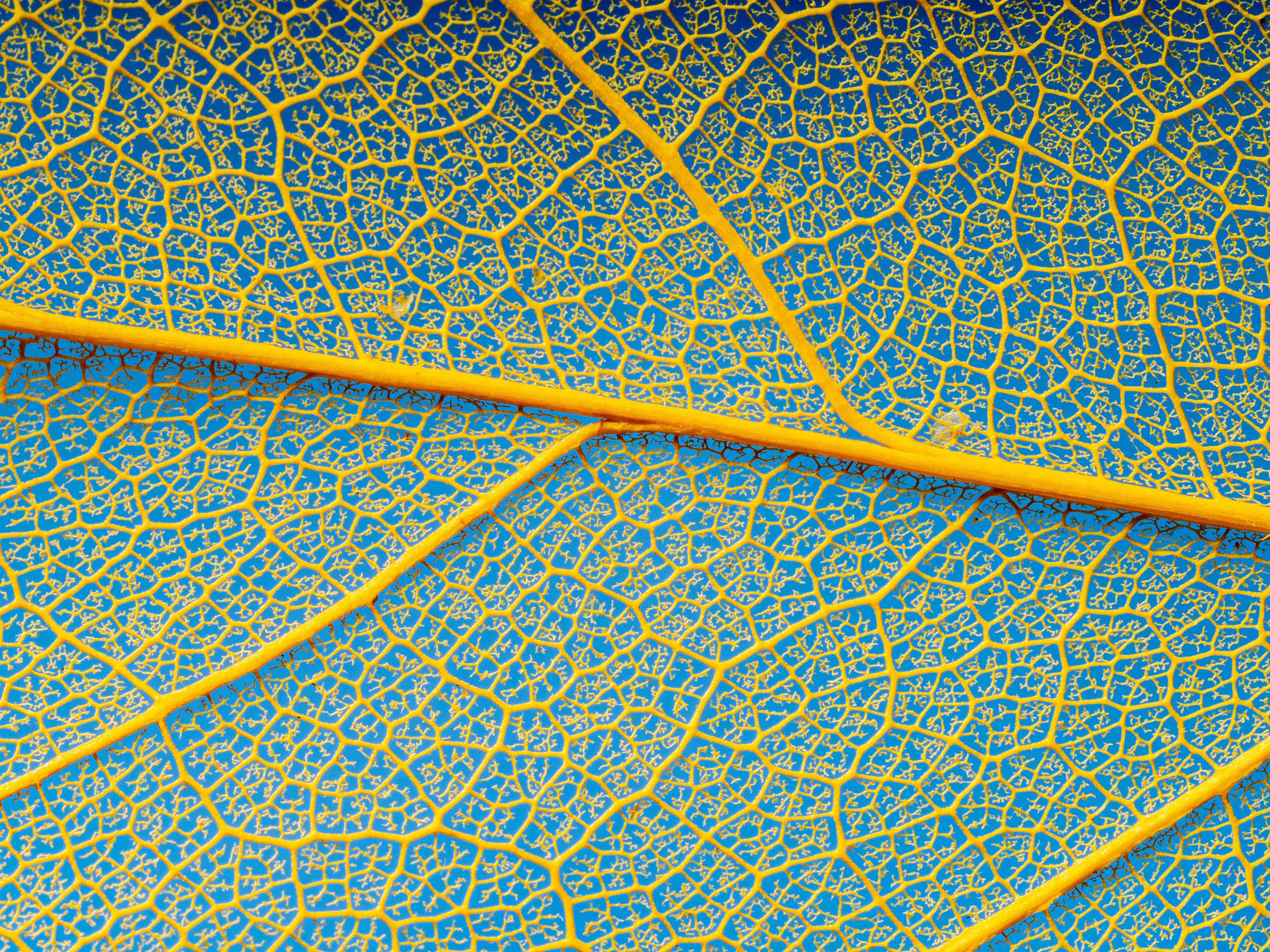 Büro Wandgestaltung-Makro Blattadern Textur Gelb-Blau