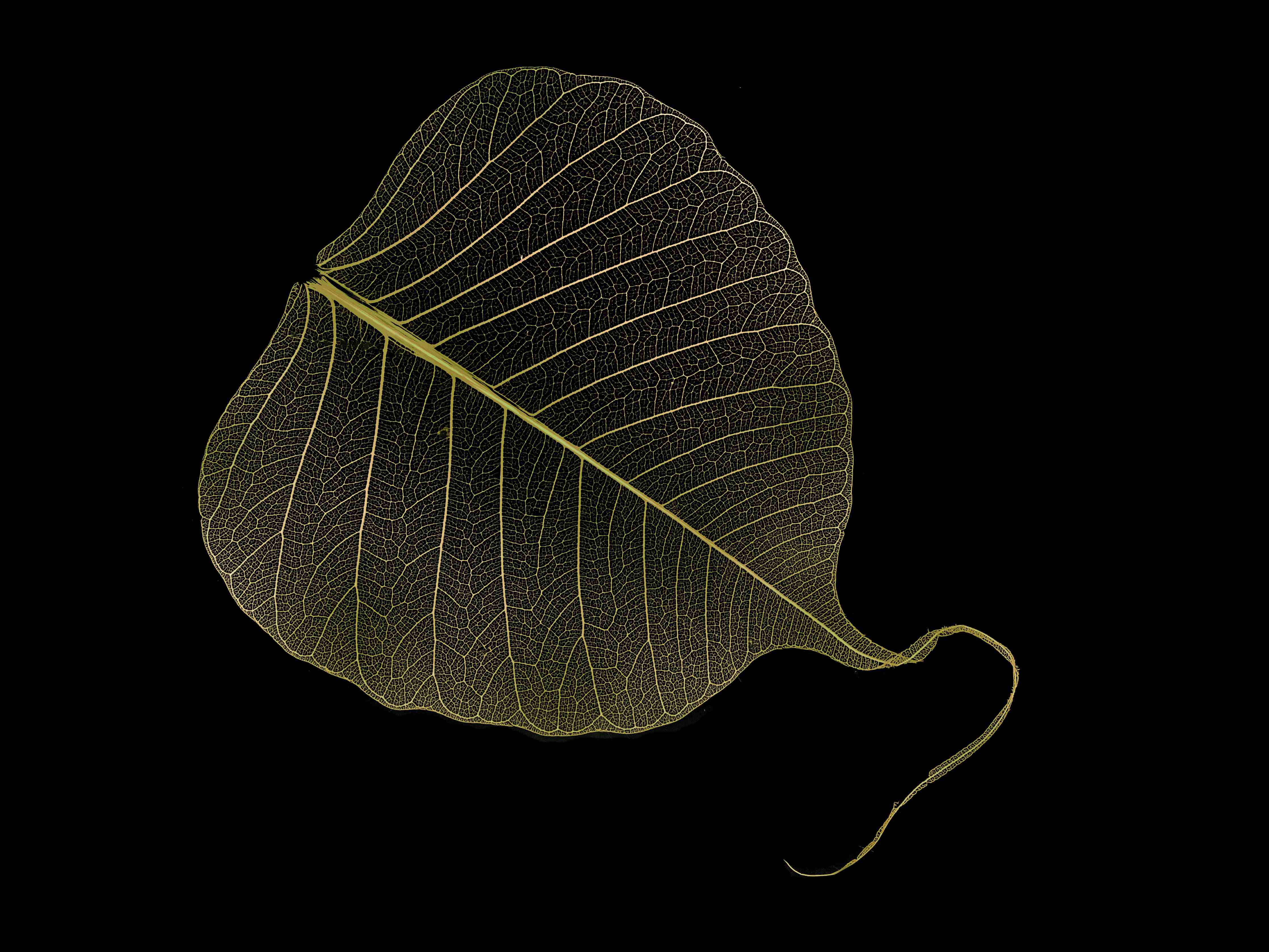 Büro Wandgestaltung-Makro Blattstruktur Schwarz-Gelb