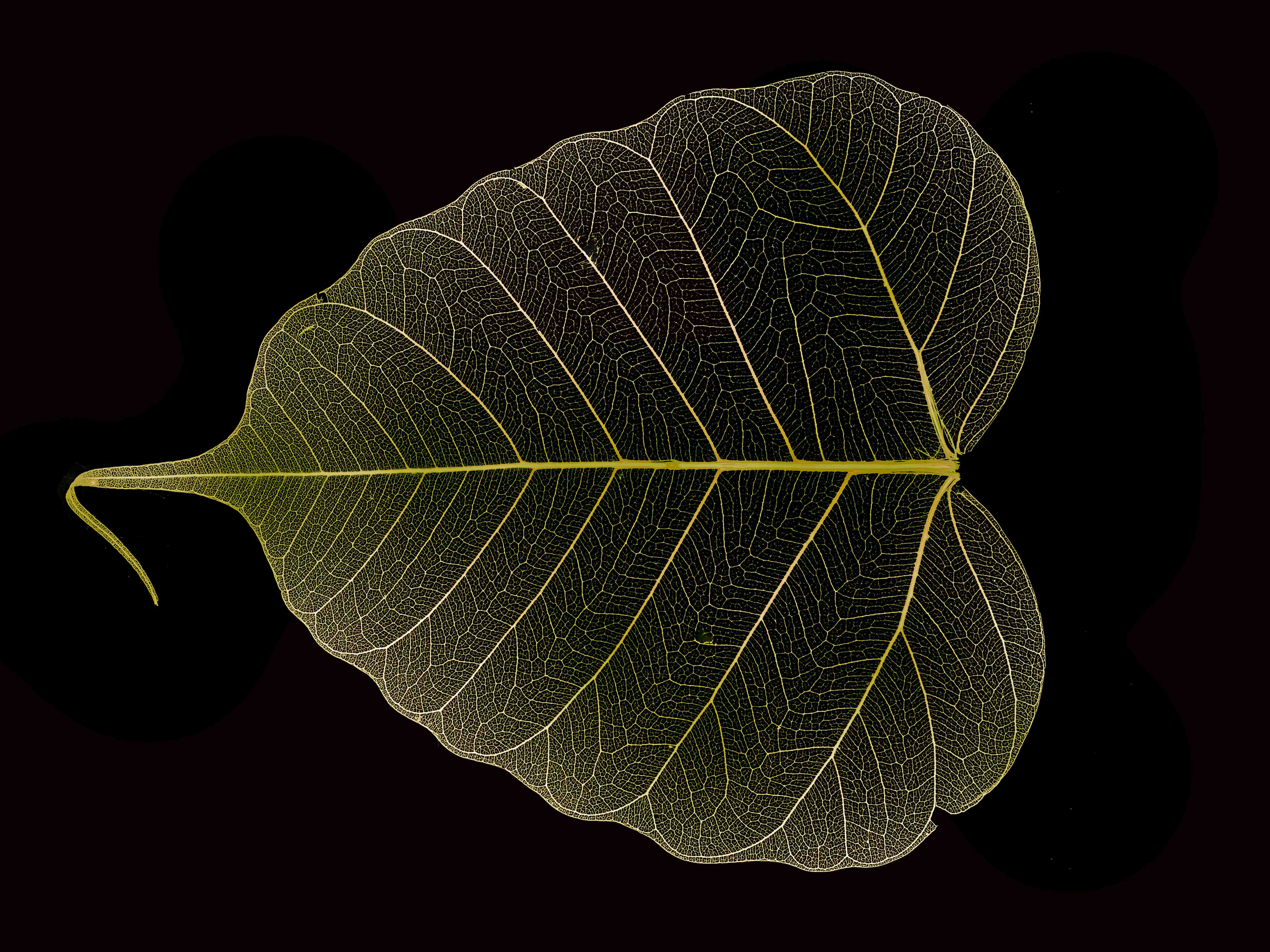 Büro Wandgestaltung-Makrofotografie Blattstruktur Gelb