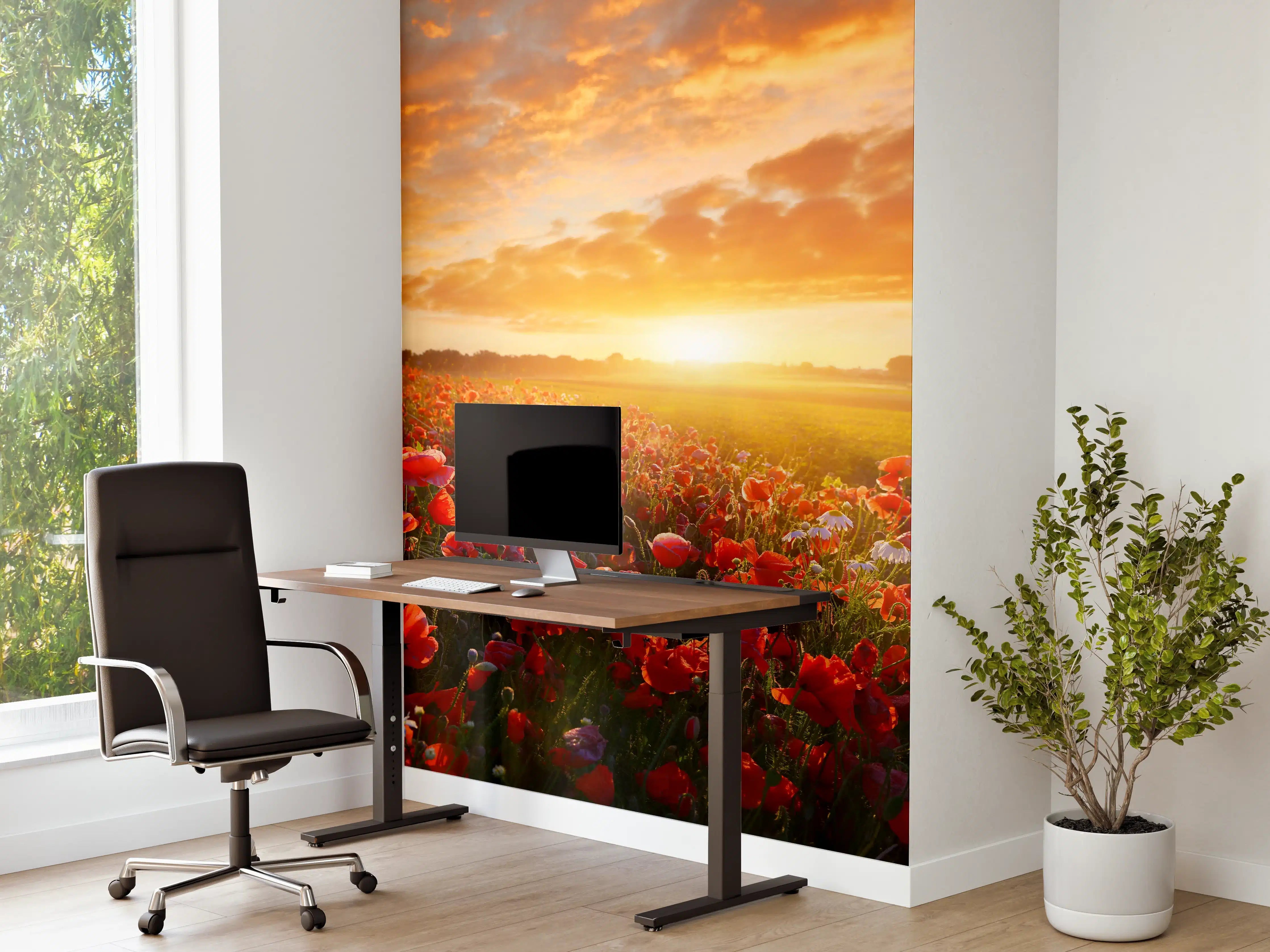 Büro Wandgestaltung - Mohnblüten bei Sonnenaufgang in Kassel