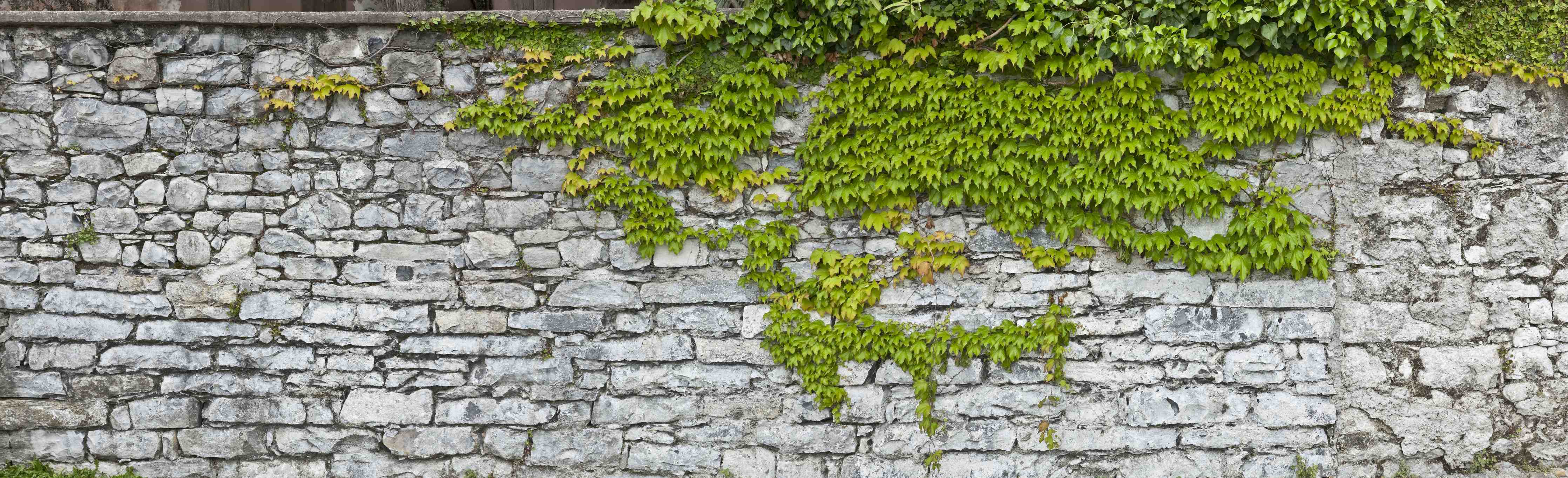 Büro Wandgestaltung-Natursteinmauer mit Weinlaub