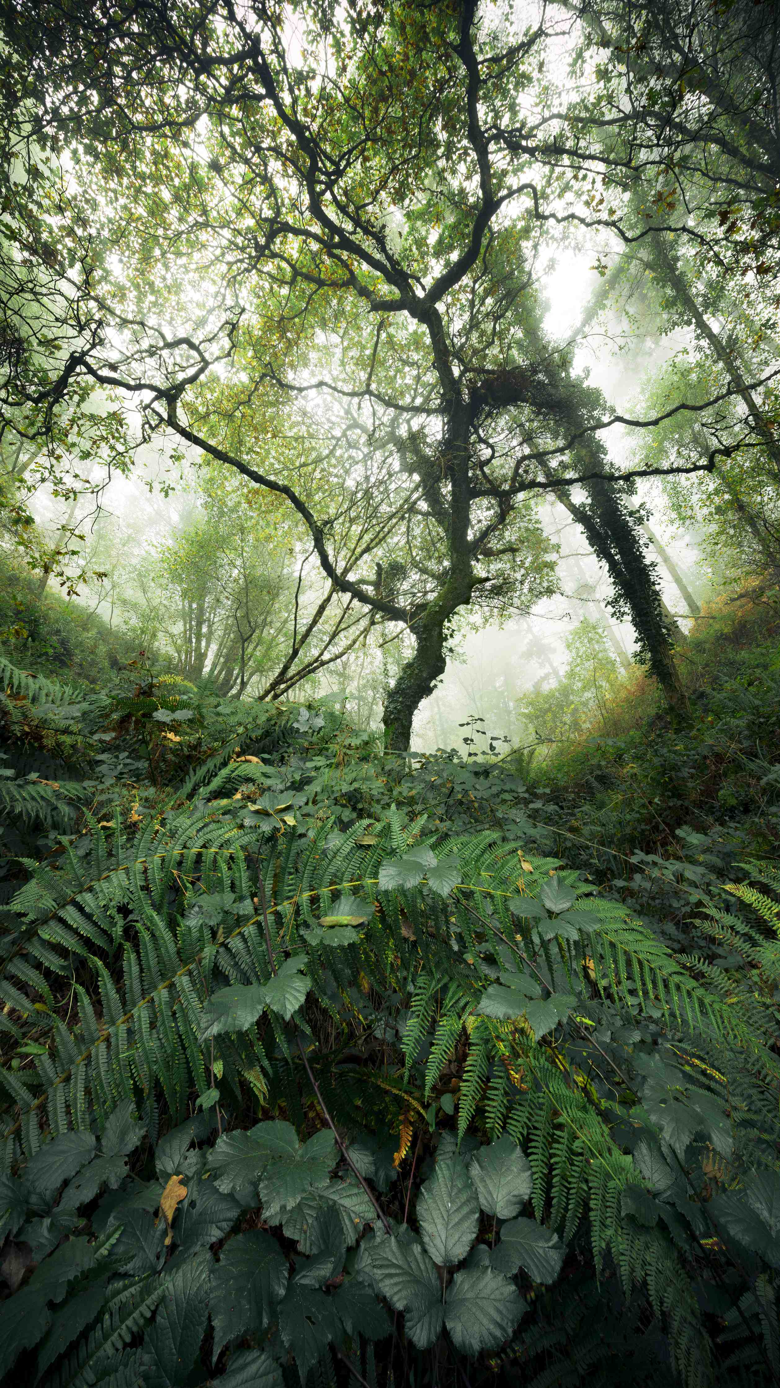 Büro Wandgestaltung-Nebelwald Grüntöne Herbst