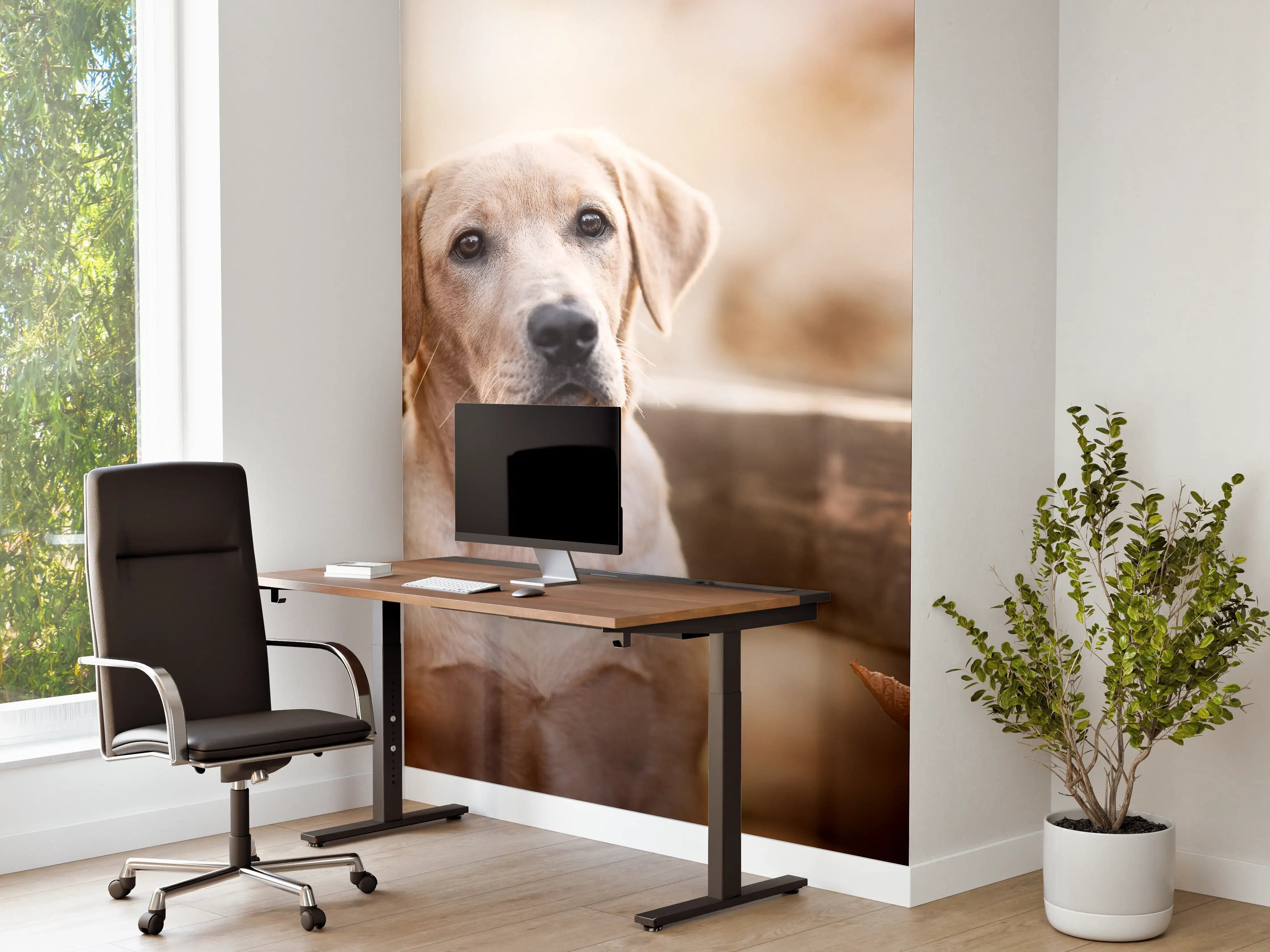 Büro Wandgestaltung - Niedlicher Labrador Welpe