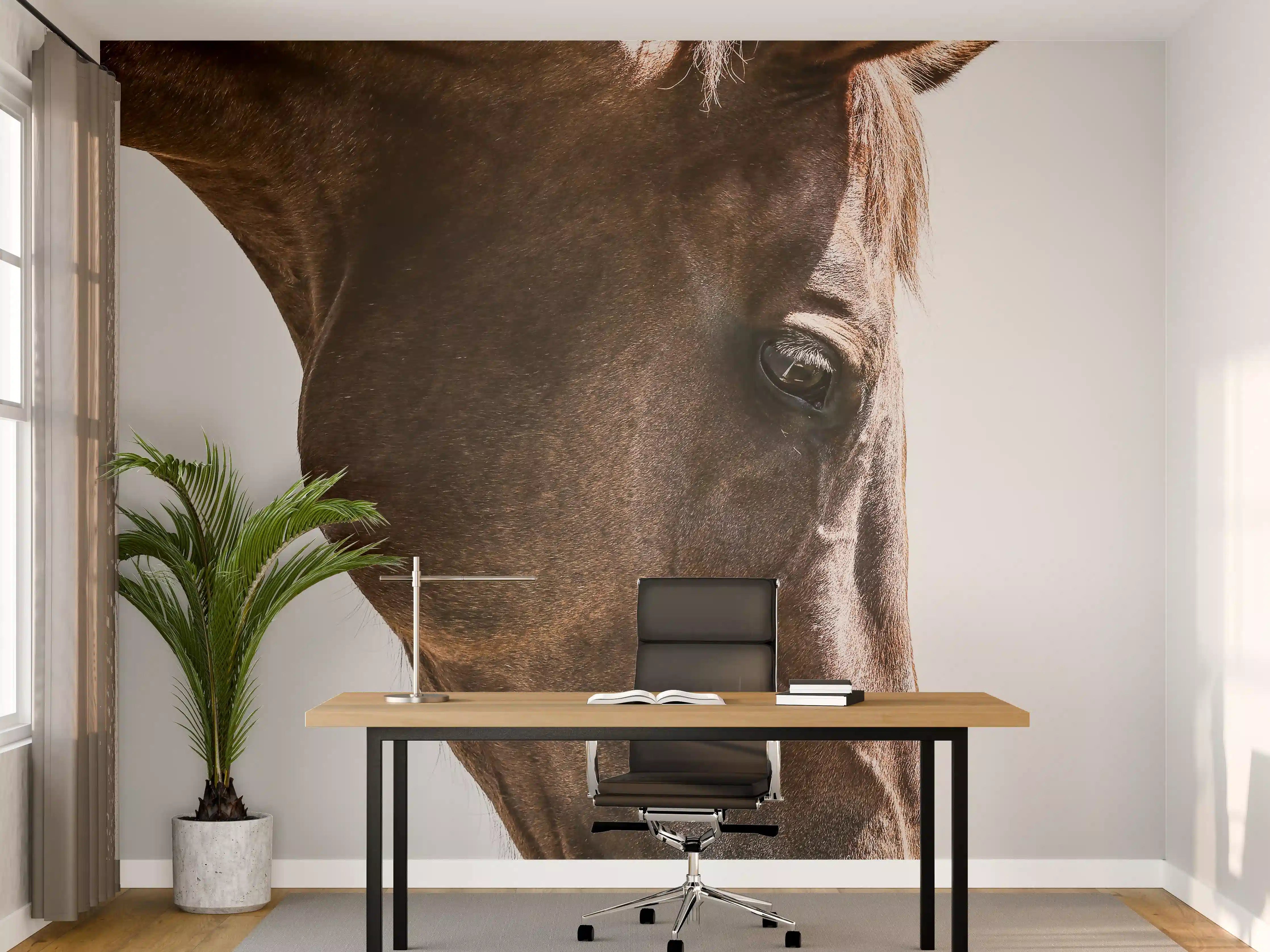 Büro Wandgestaltung - Pferde Auge Makroaufnahme