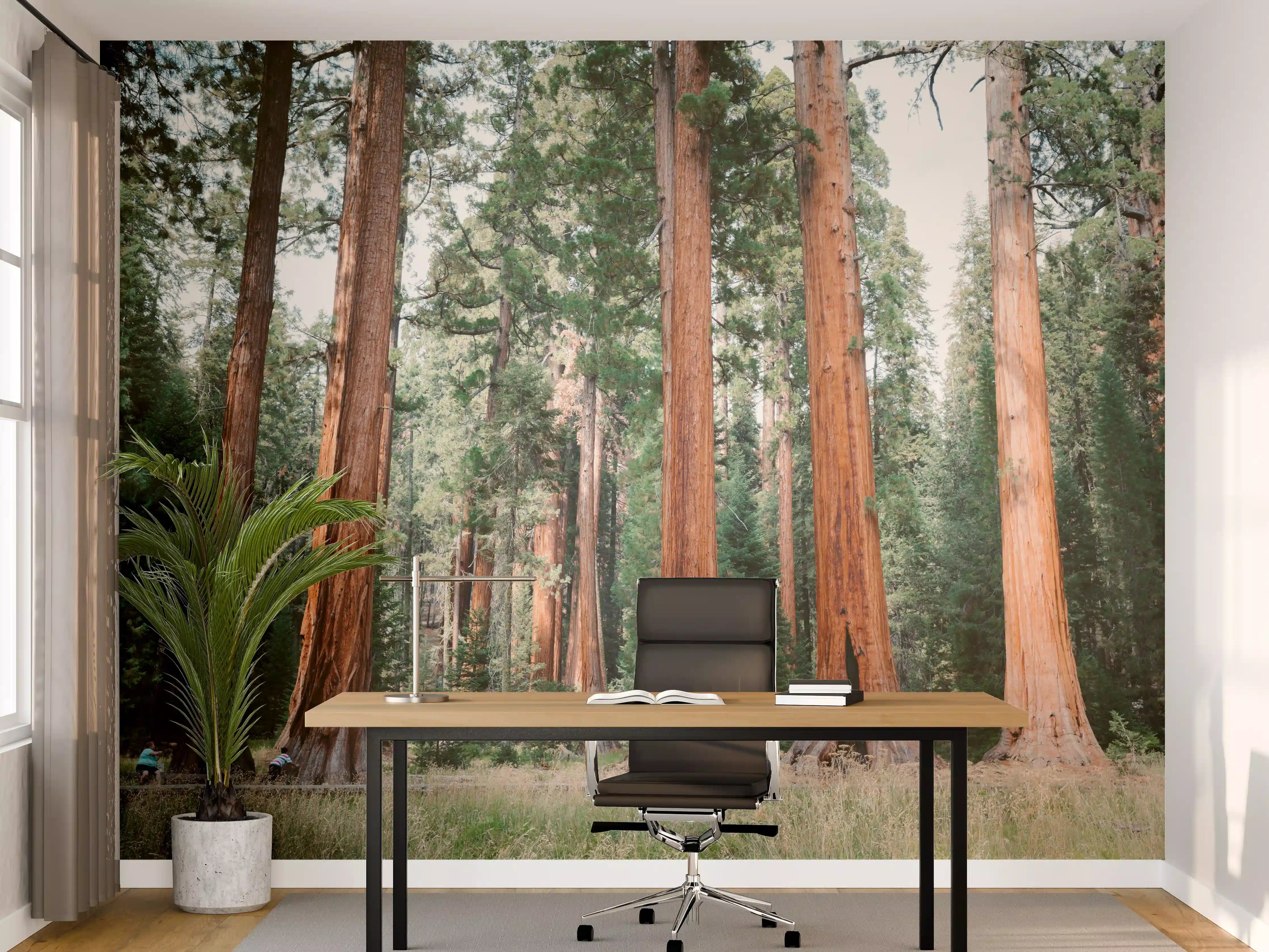 Büro Wandgestaltung - Riesenmammutbäume im Sequoia-Nationalpark