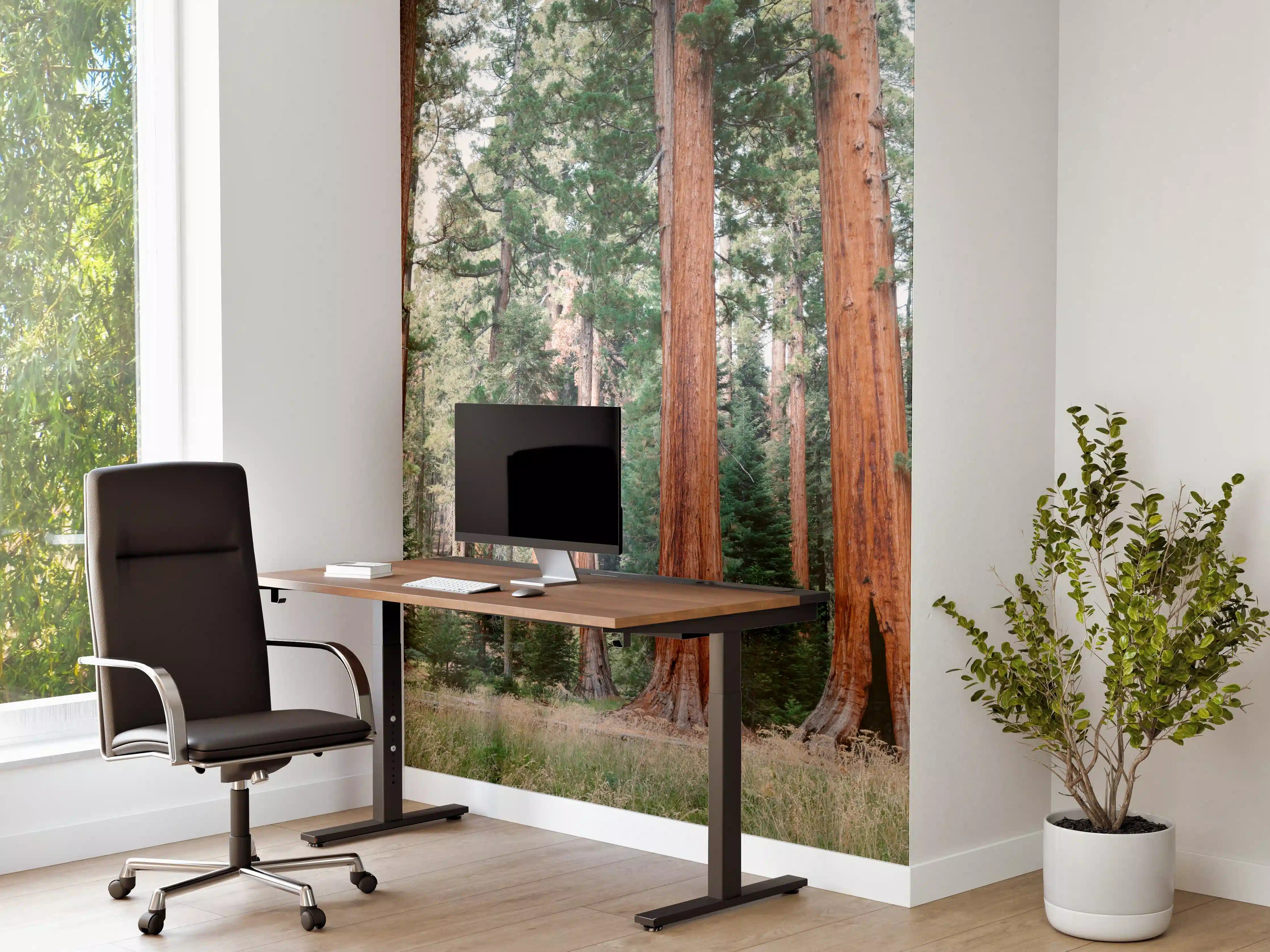 Büro Wandgestaltung - Riesenmammutbäume im Sequoia-Nationalpark