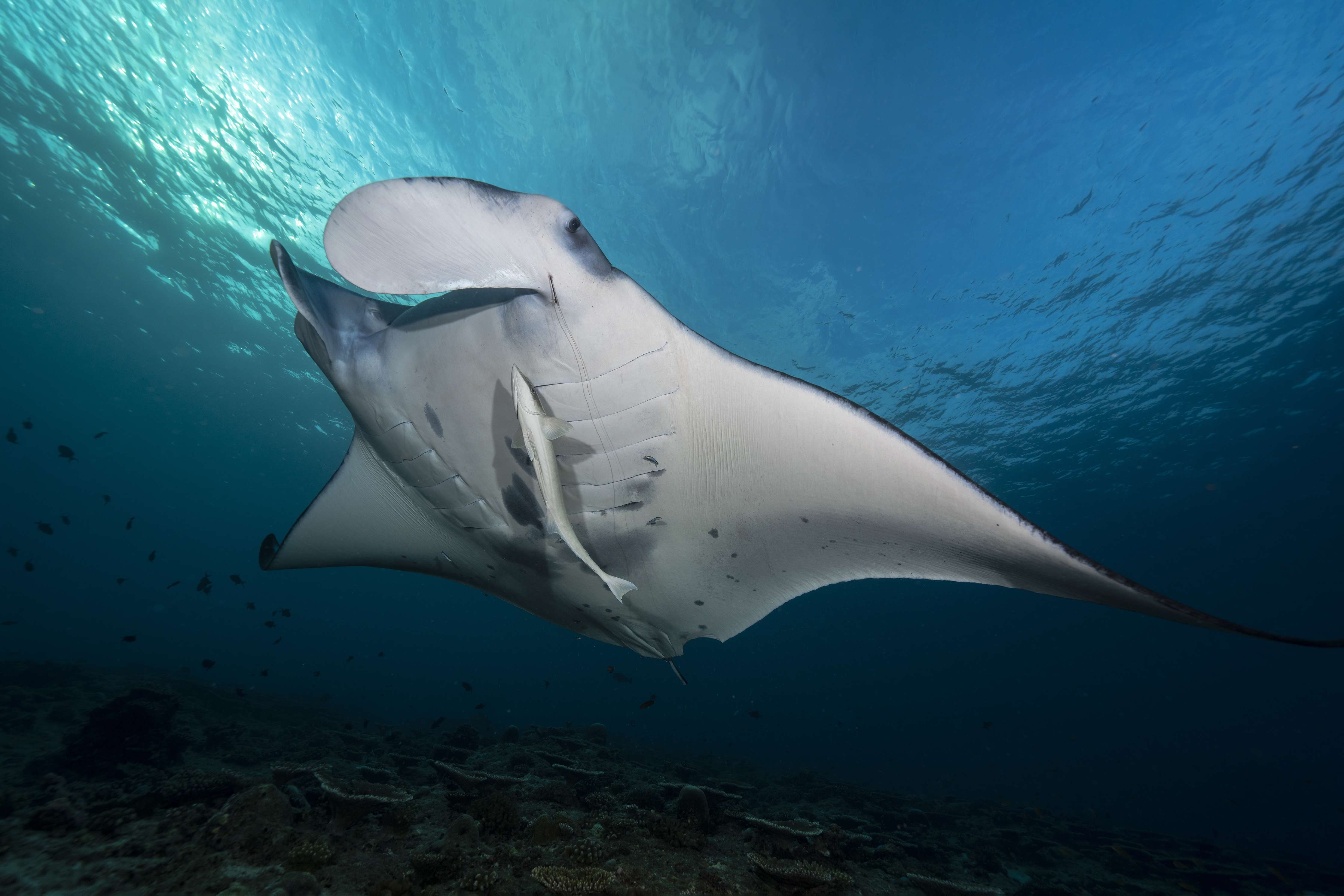 Büro Wandgestaltung-Riff-Manta Unterwasser