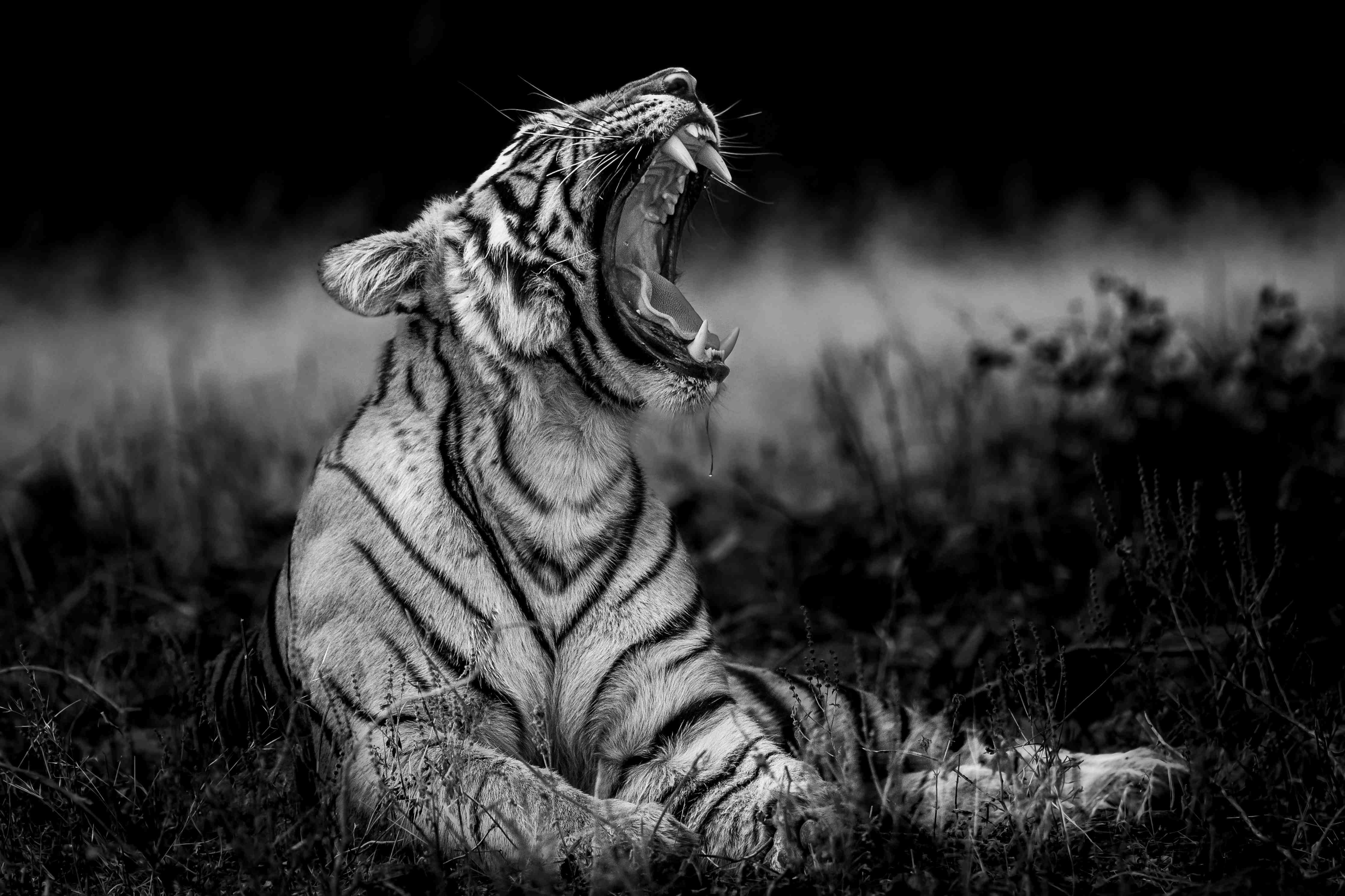 Büro Wandgestaltung-Schallendes Tiger-Gesicht in Schwarz-Weiß