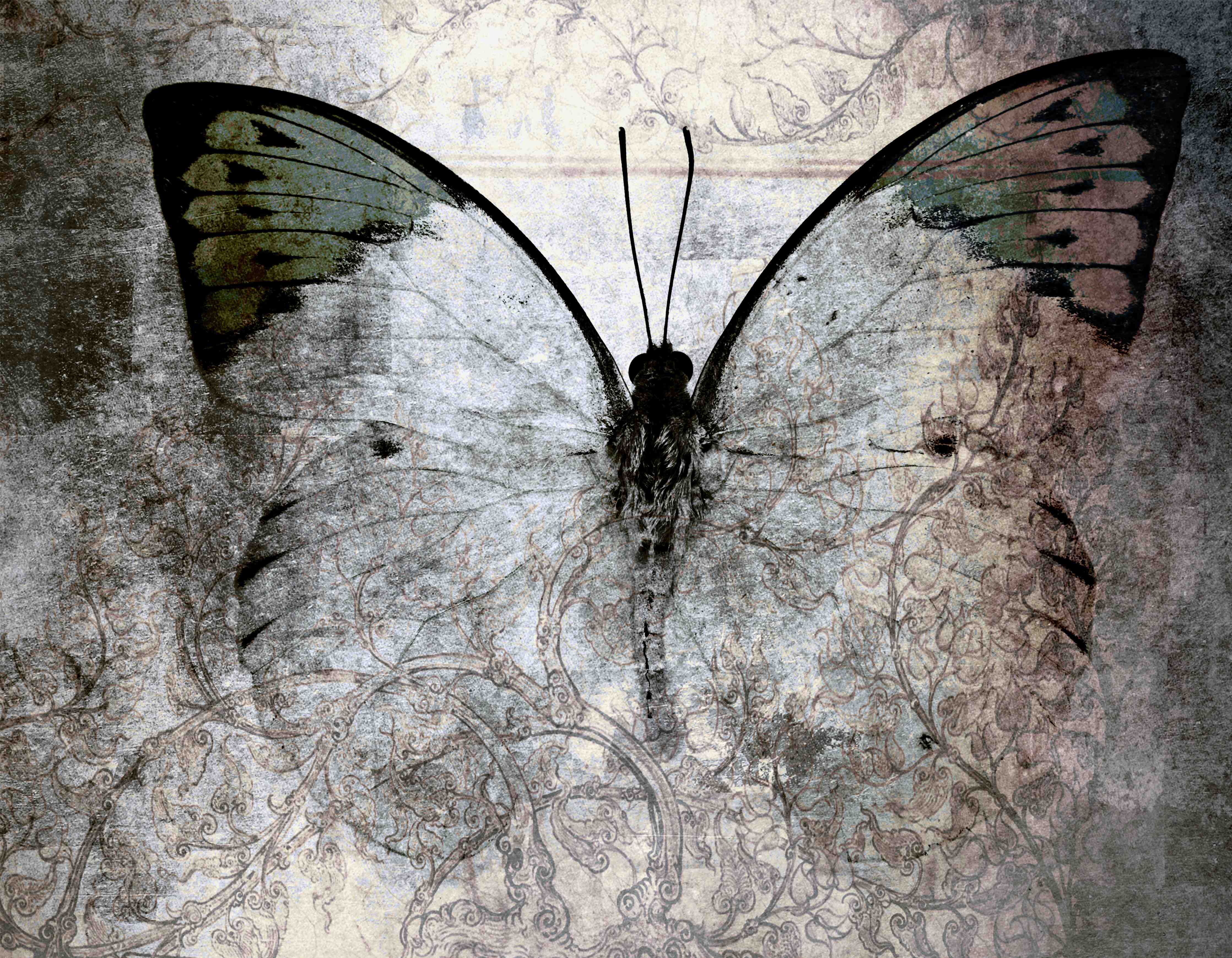 Büro Wandgestaltung-Schmetterling auf altem Papier mit kunstvollem Design